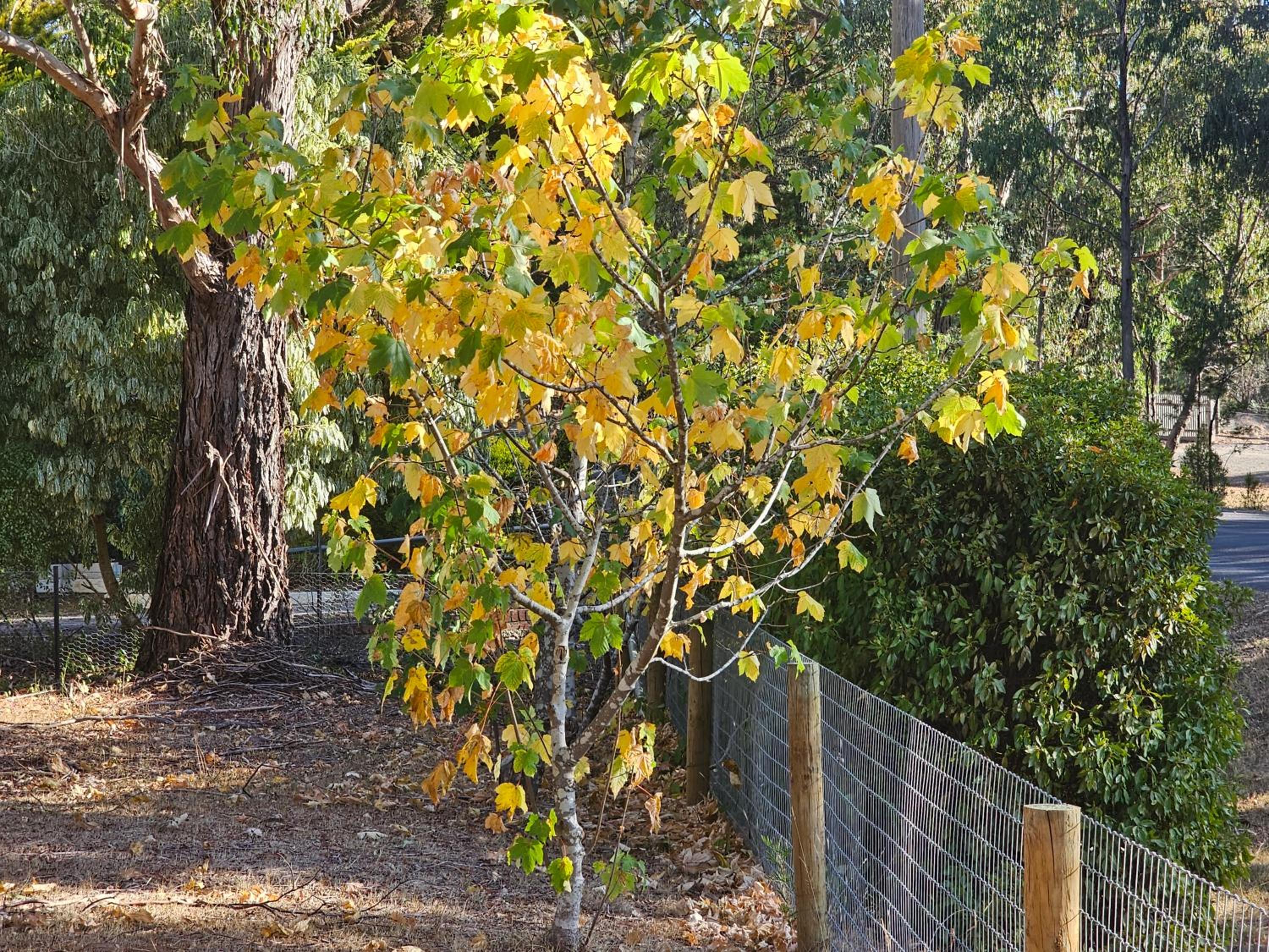 Sequoia Lane