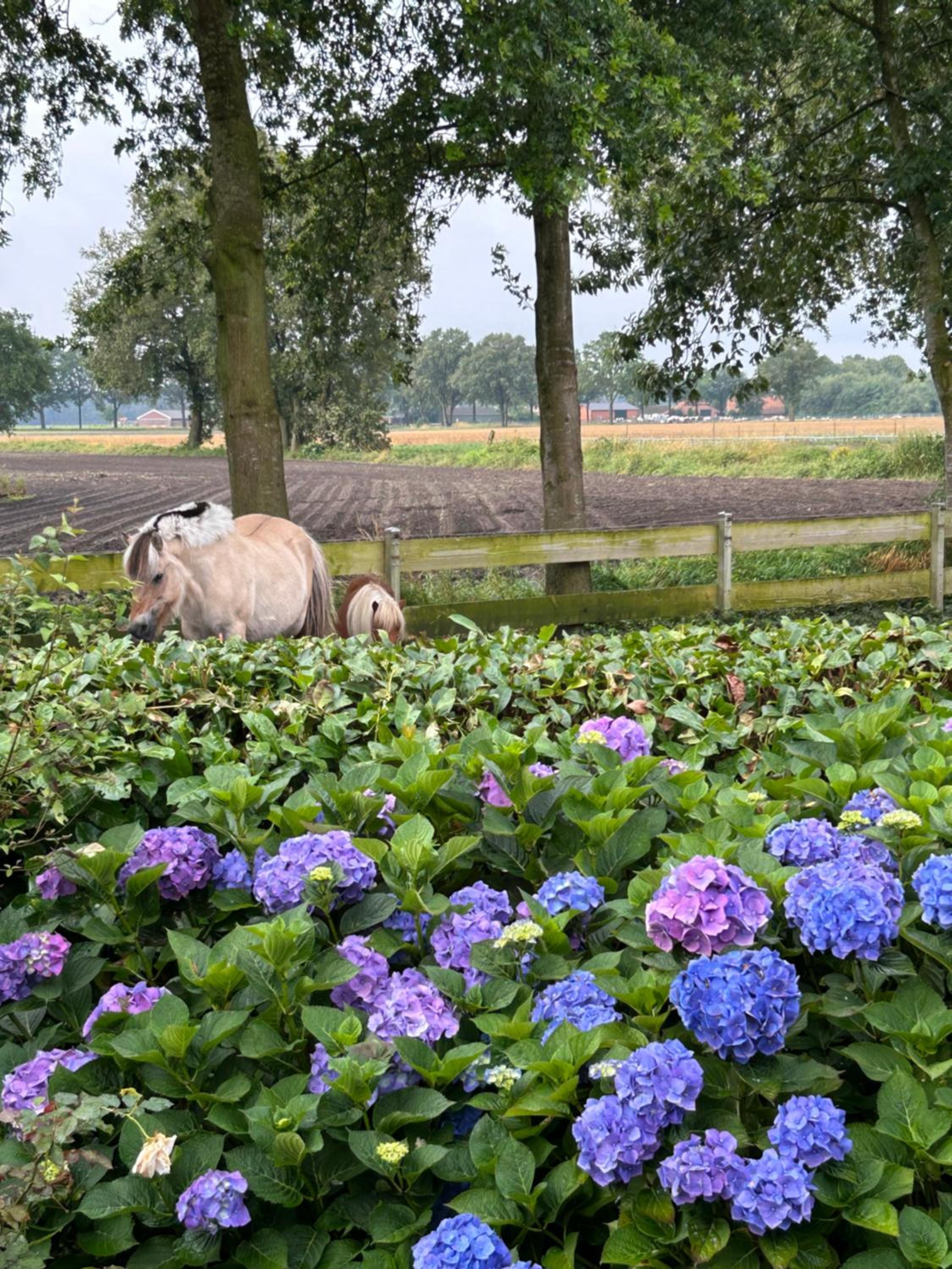 Heikant Hoeve met Jacuzzi, photo 31