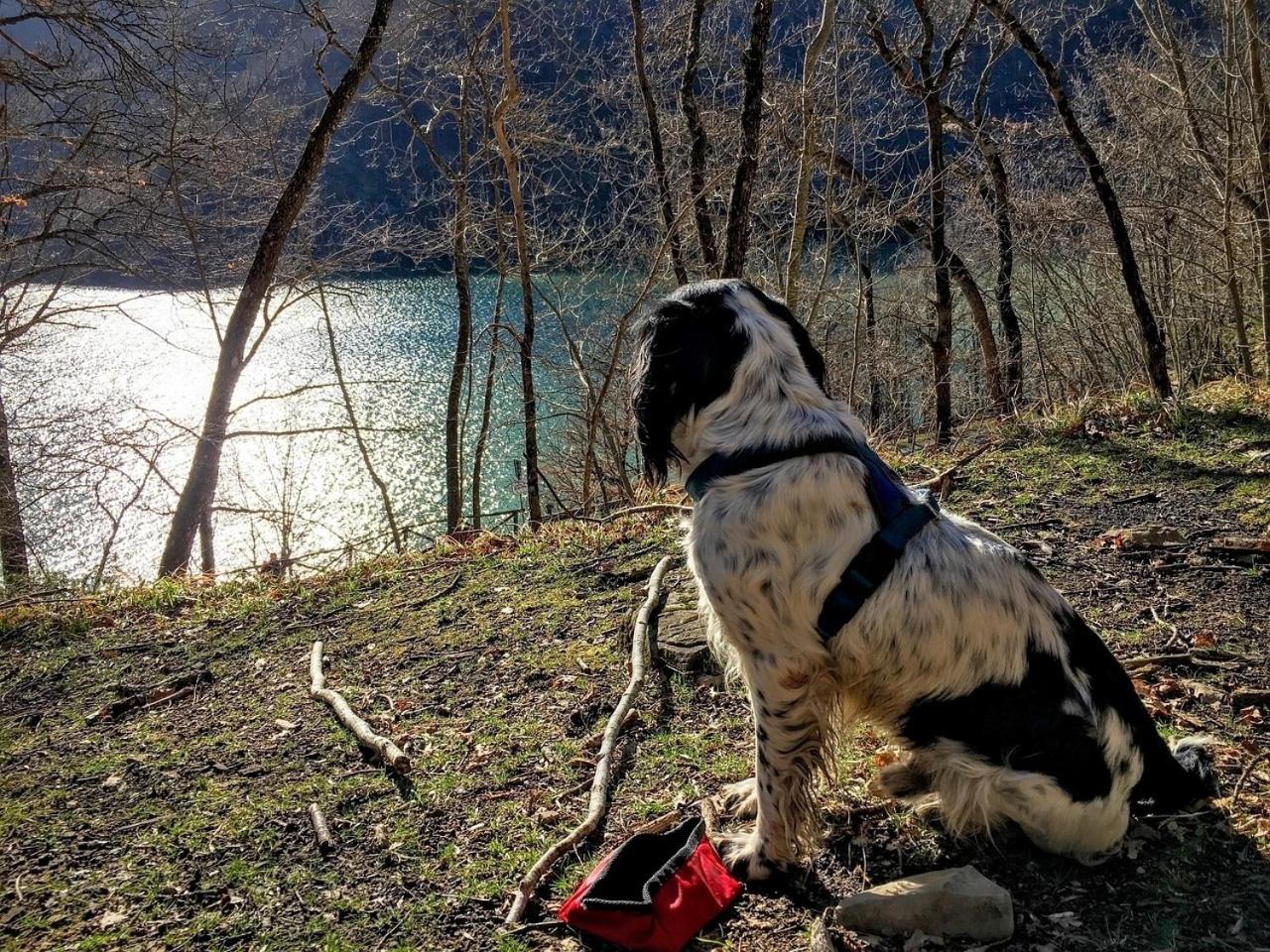 Söhredomizil Kaufunger Wald - Terrasse - Grill - WLAN - Hund - Spielplatz