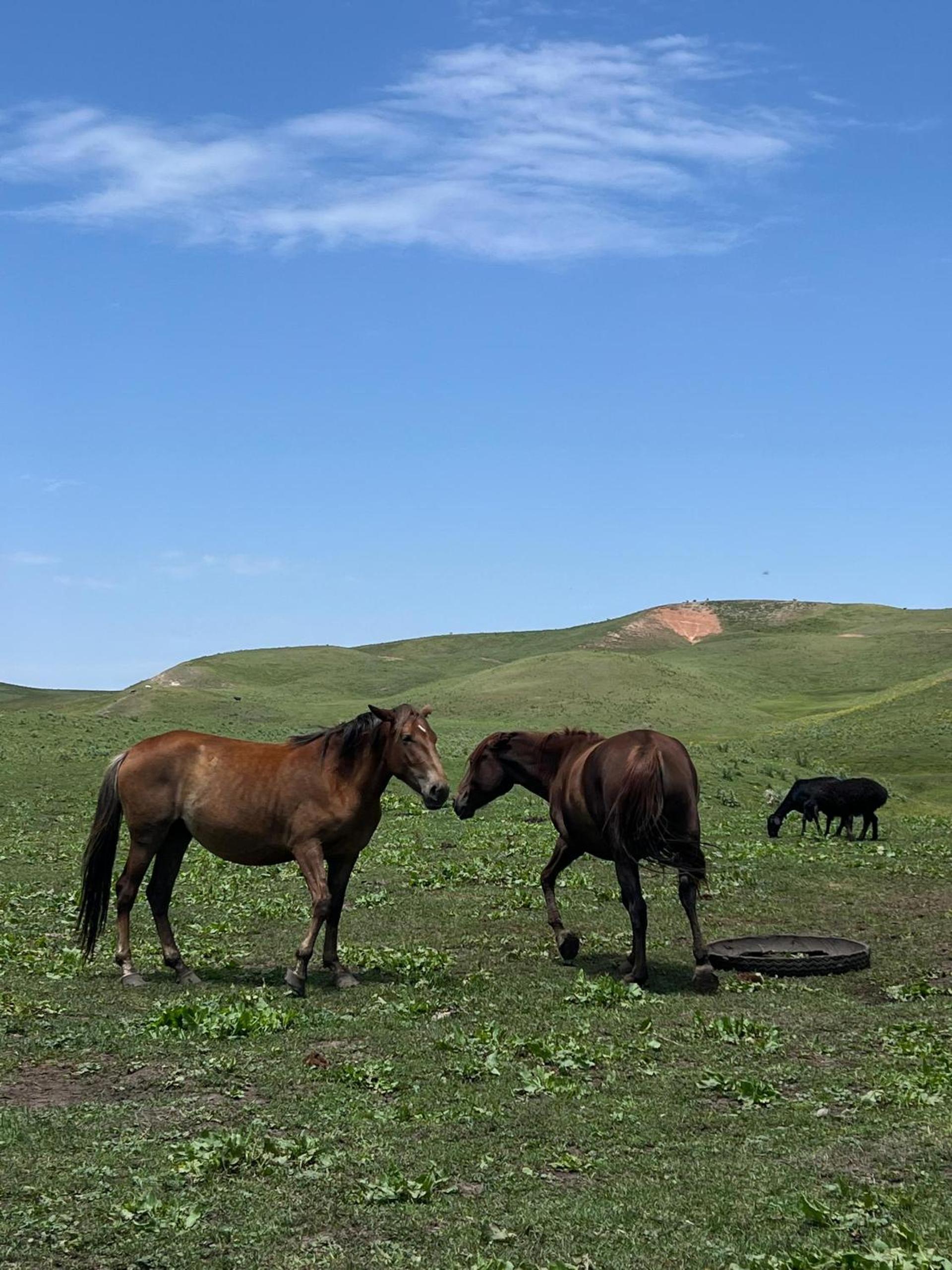 Aldayar Ata yurt camp, Ozgon