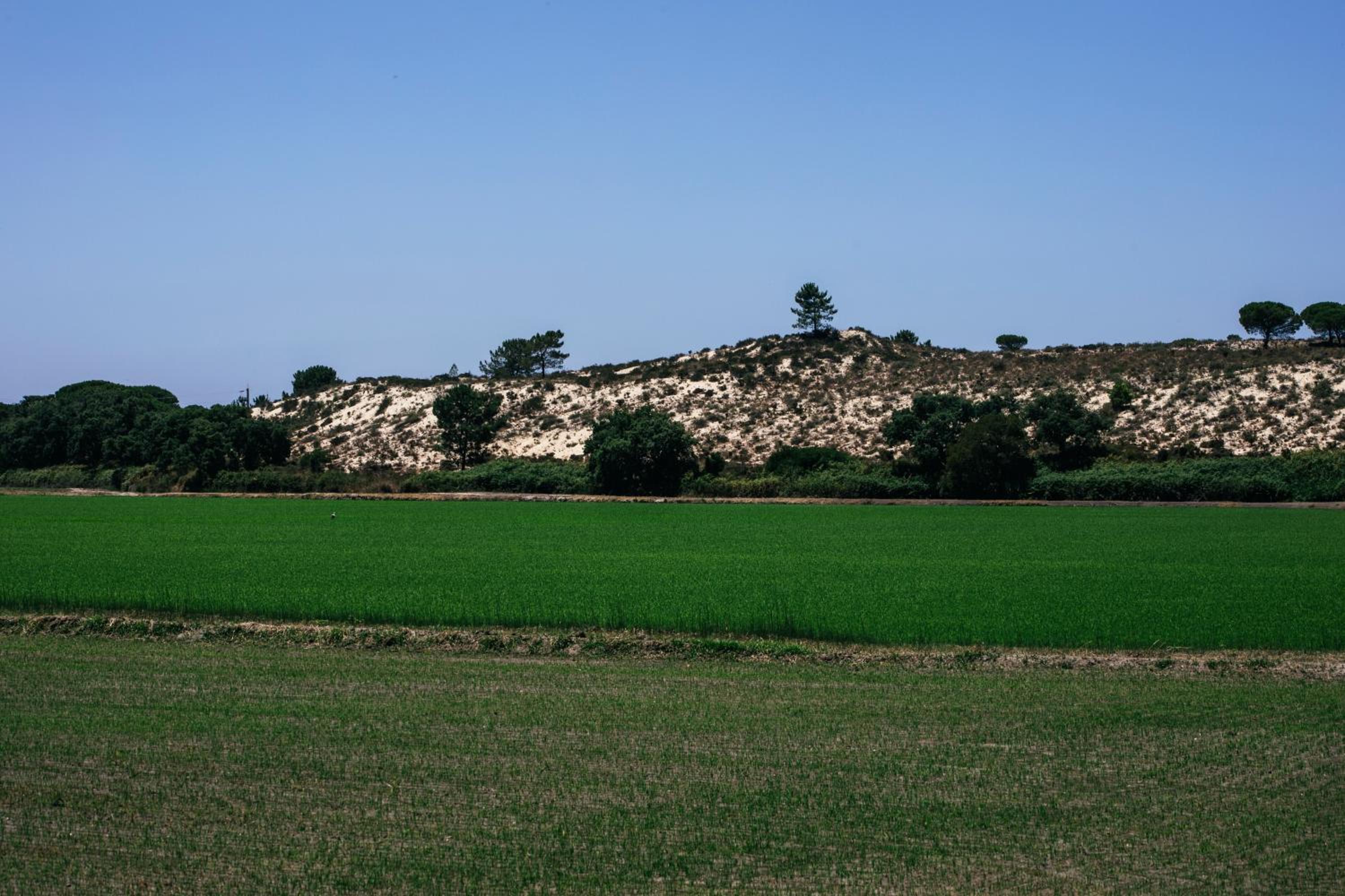 Herdade de Montalvo - Comporta view 4