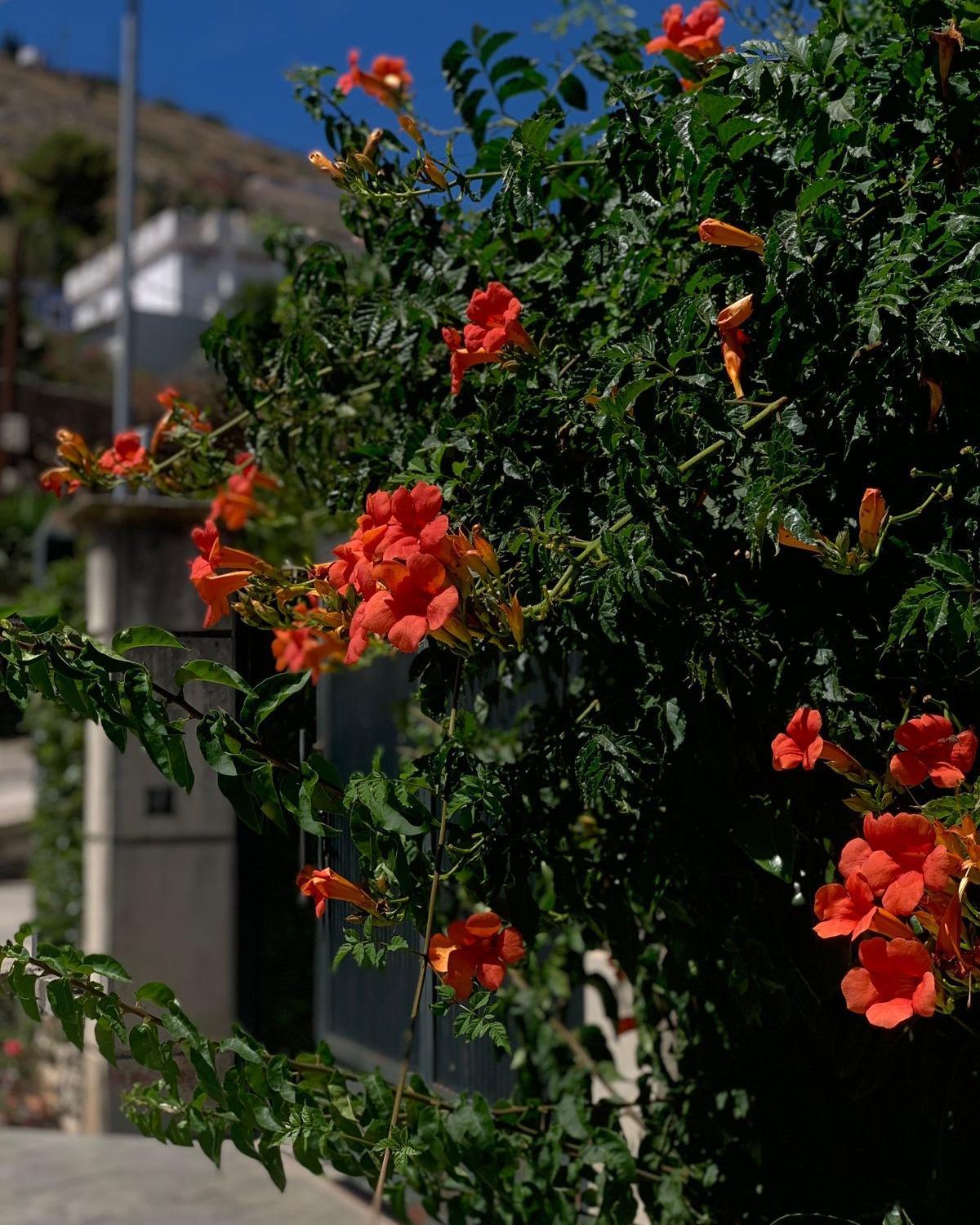 Vila Marjana