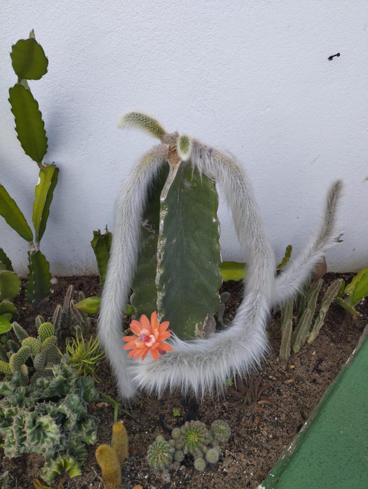 Pousada Tycoz Flor do mar