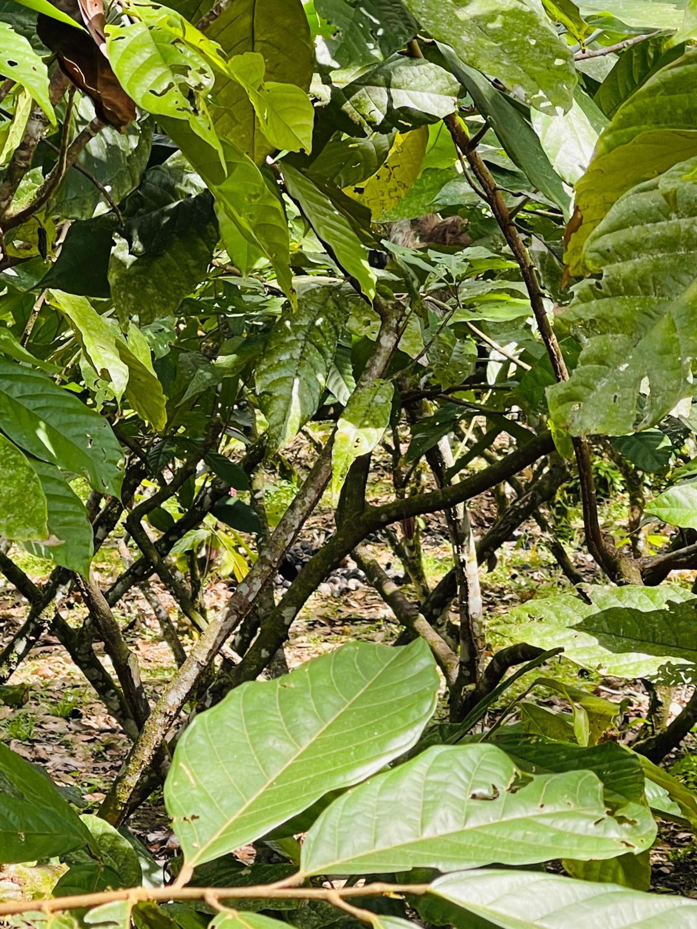Río Celeste, Cacahua Lodge