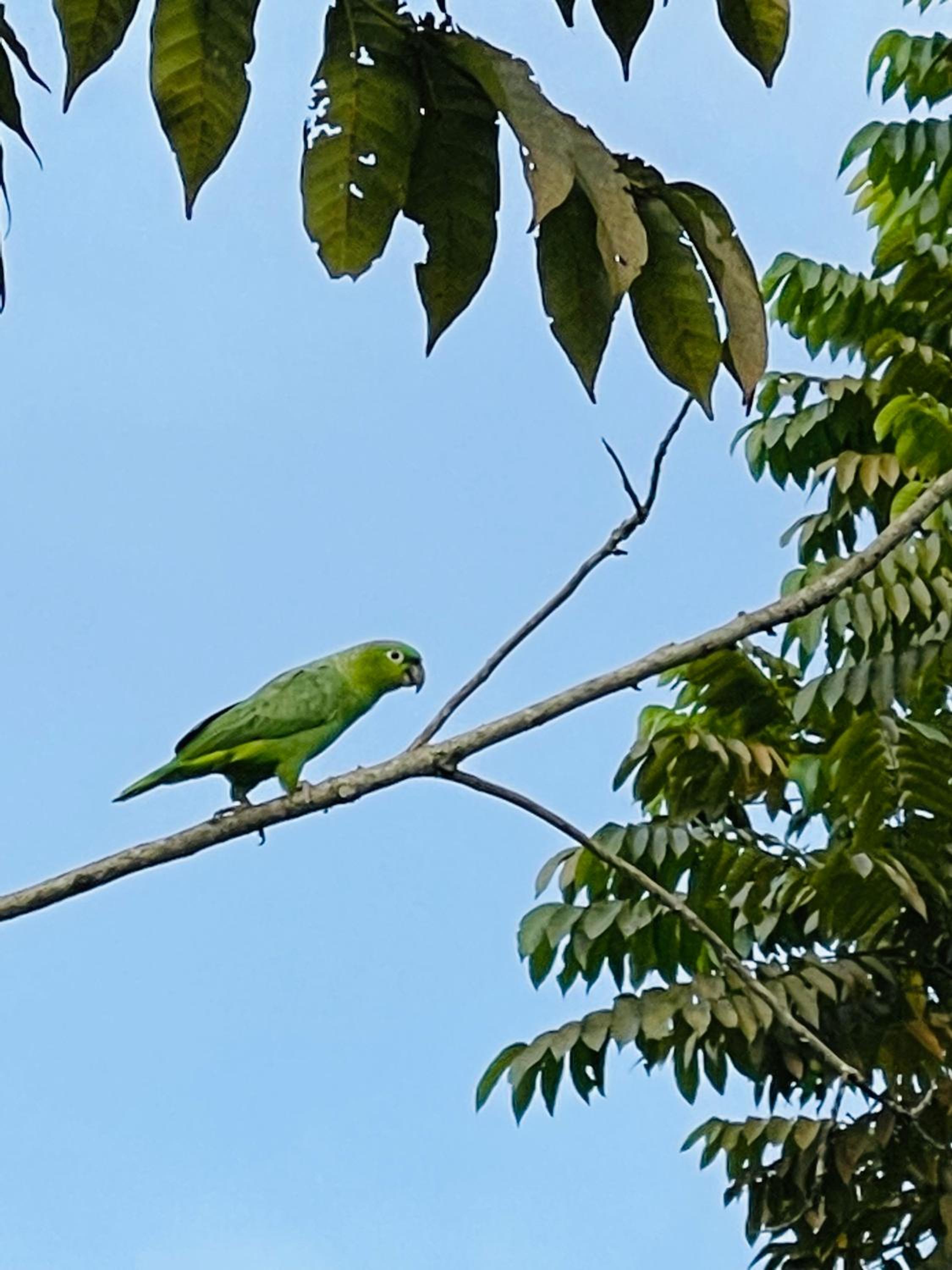 Río Celeste, Cacahua Lodge