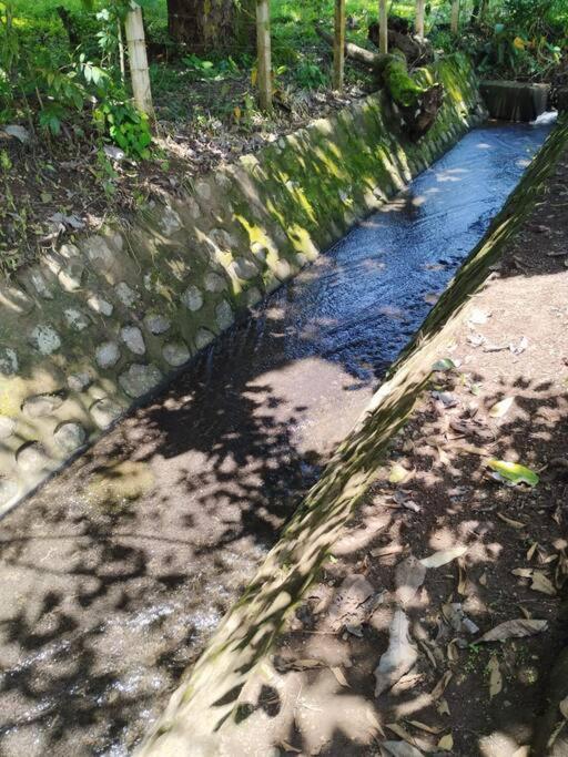 Tiny Bosque del Barro