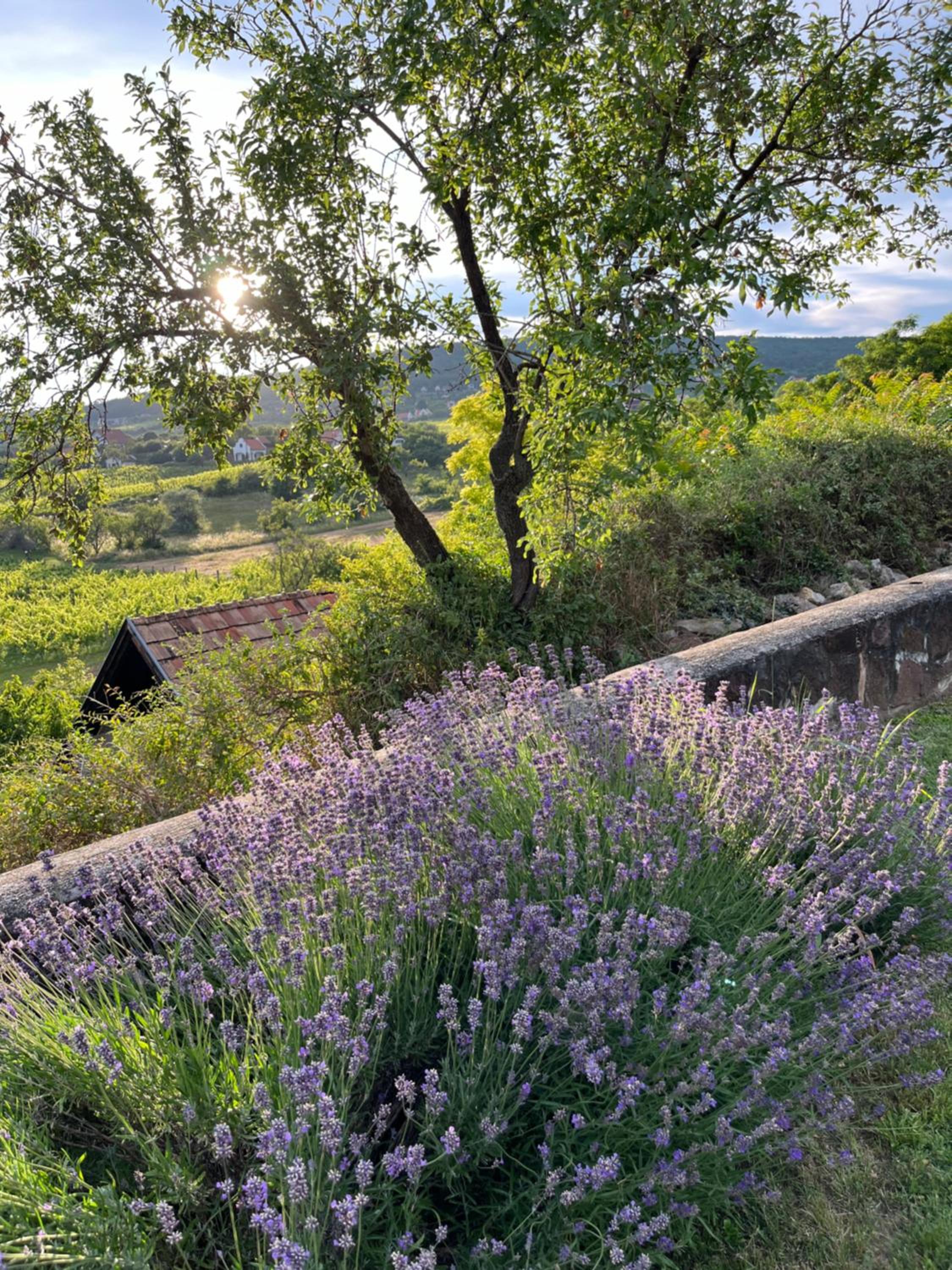 Mandula House view 4