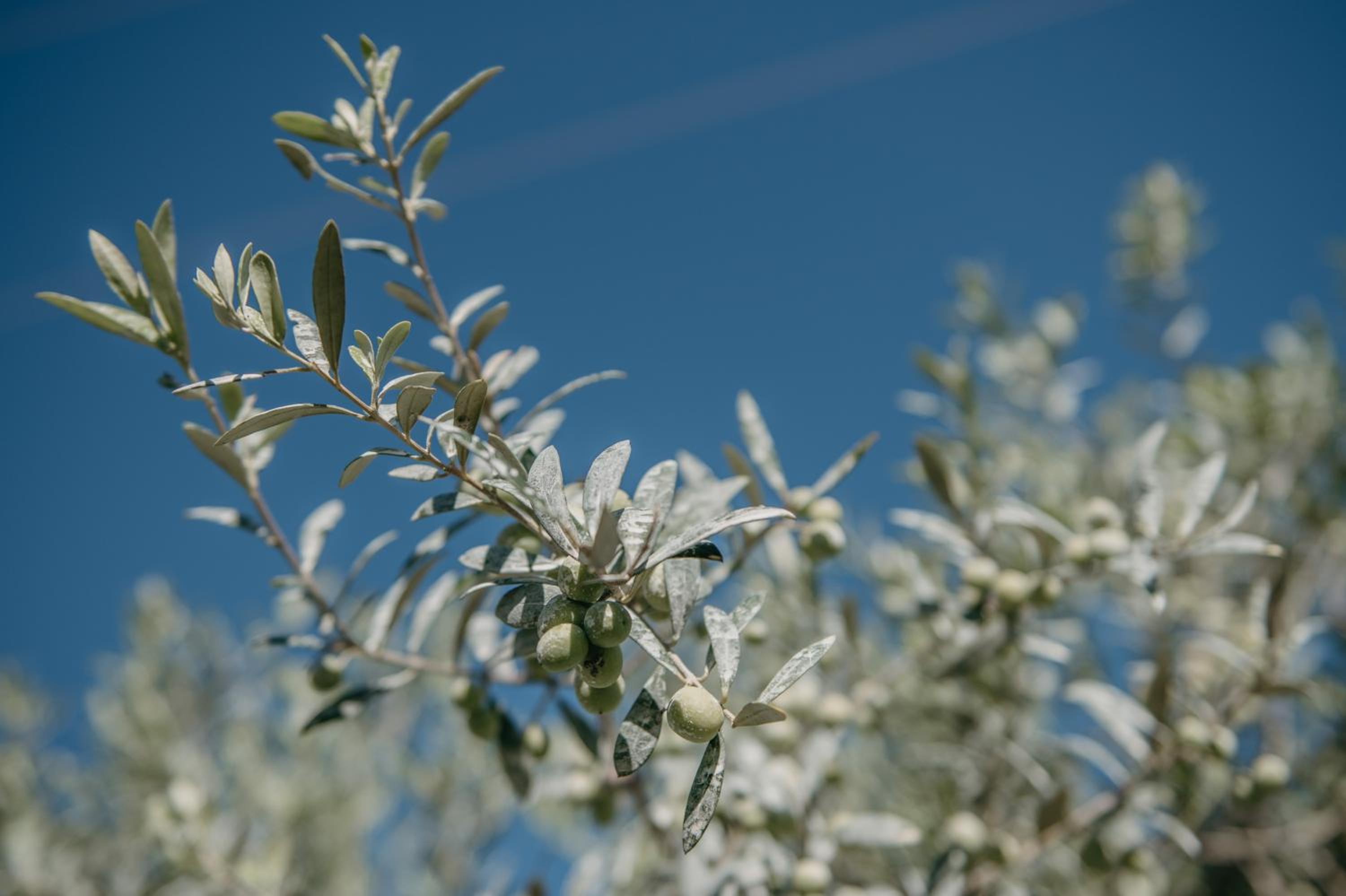 Agroturismo Ses Talaies