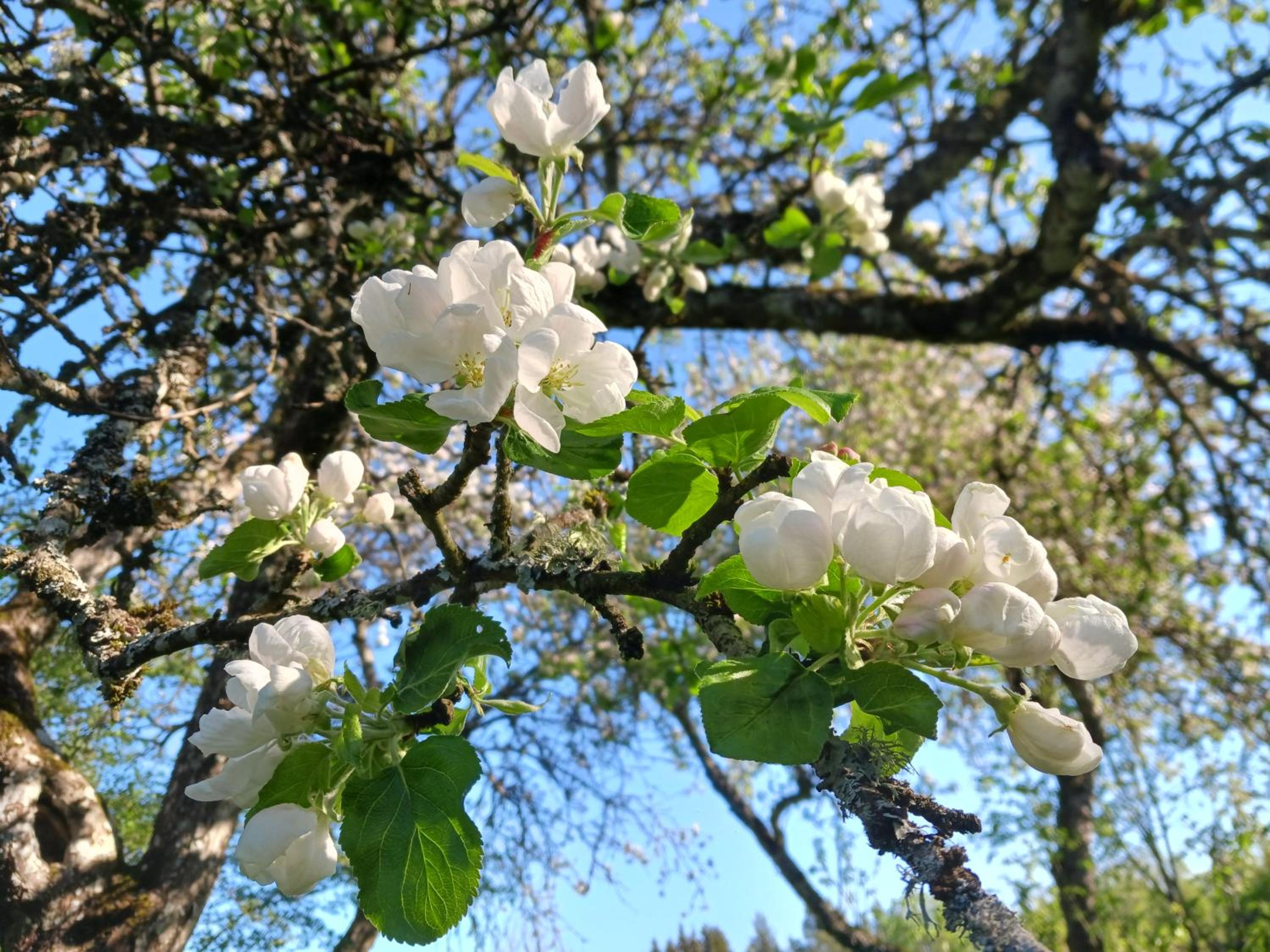 Månsarps skogs- och alpackagård