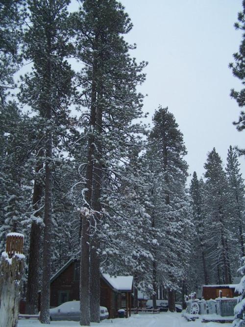 Golden Bear Cottages