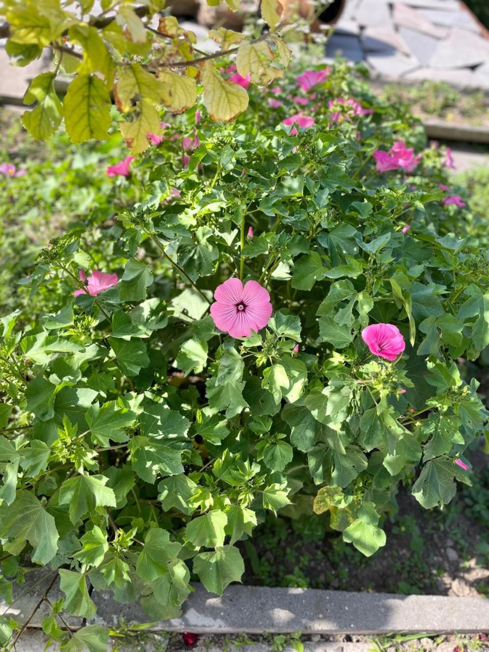 Green House