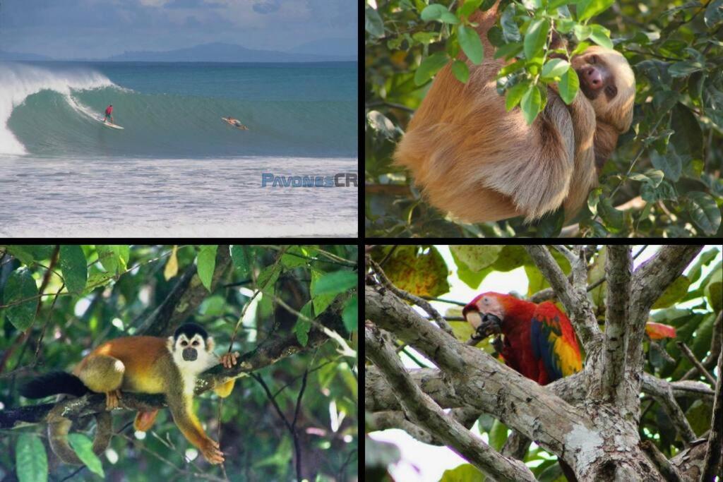 Pavones Exclusive Studio Between 2 Surf Spots 100mb