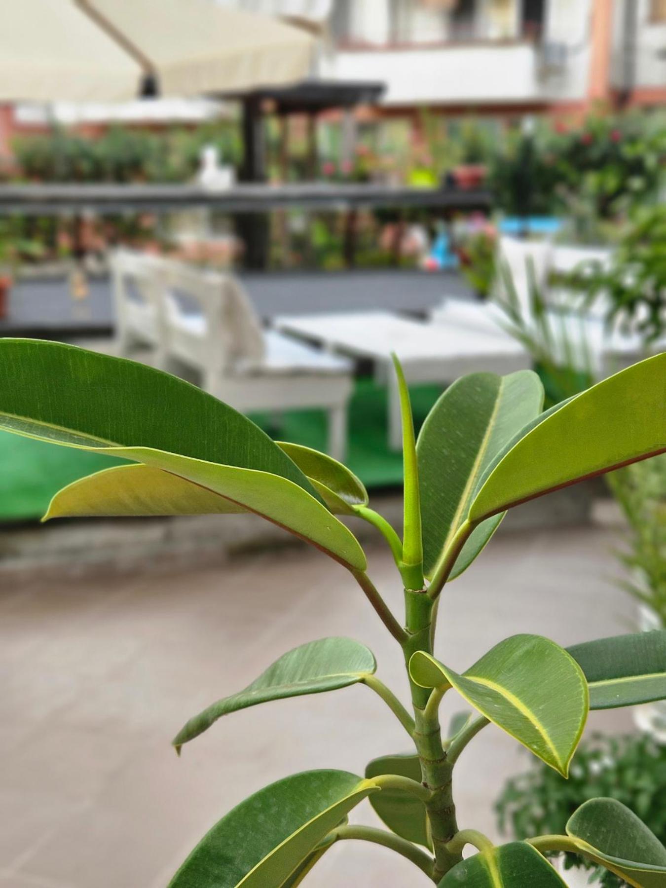 Guest House Petrovi