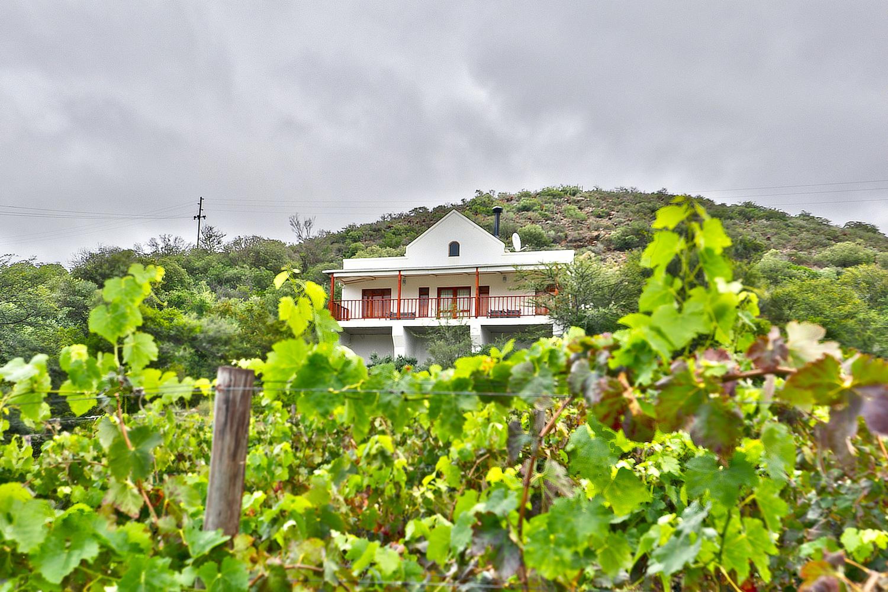 Orange Grove