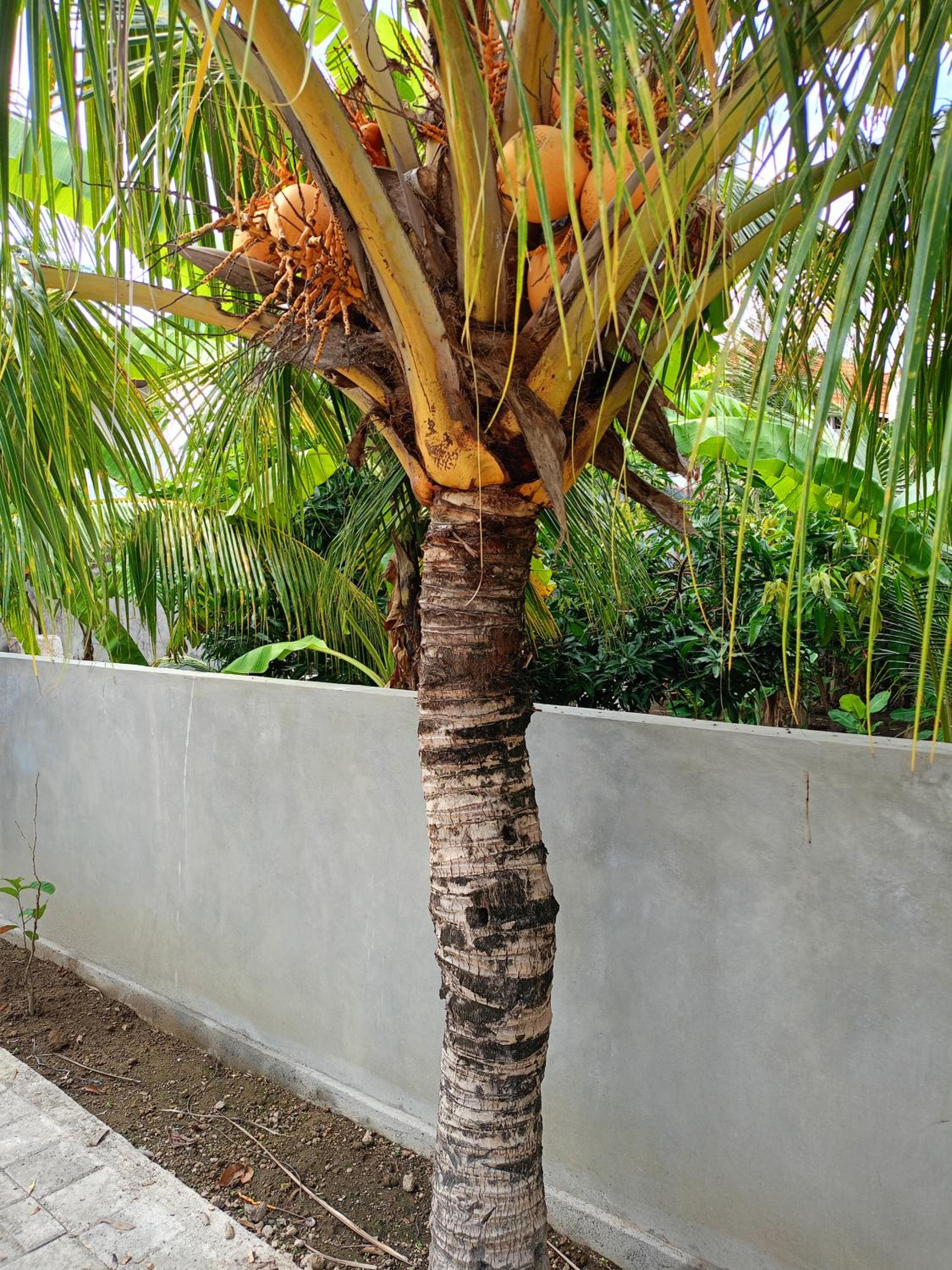 Pulmo Residen Canggu