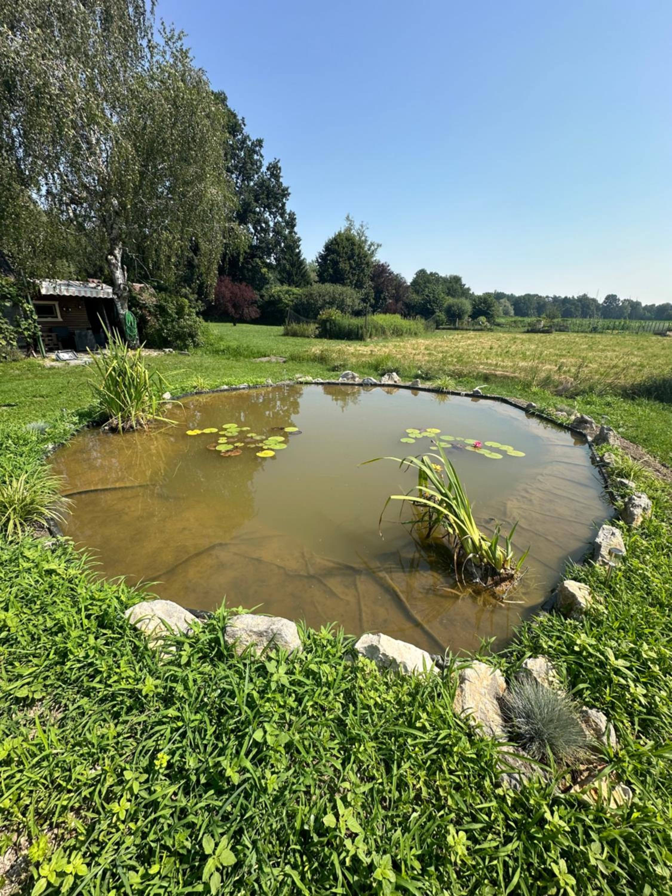 Močvirski Tulipan