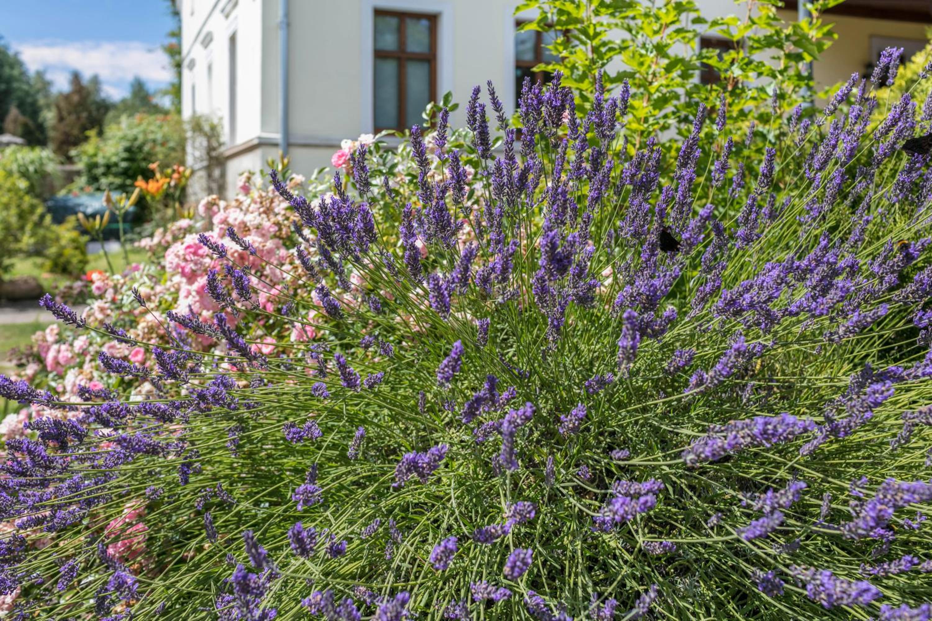 Ferienwohnung mit großem Garten