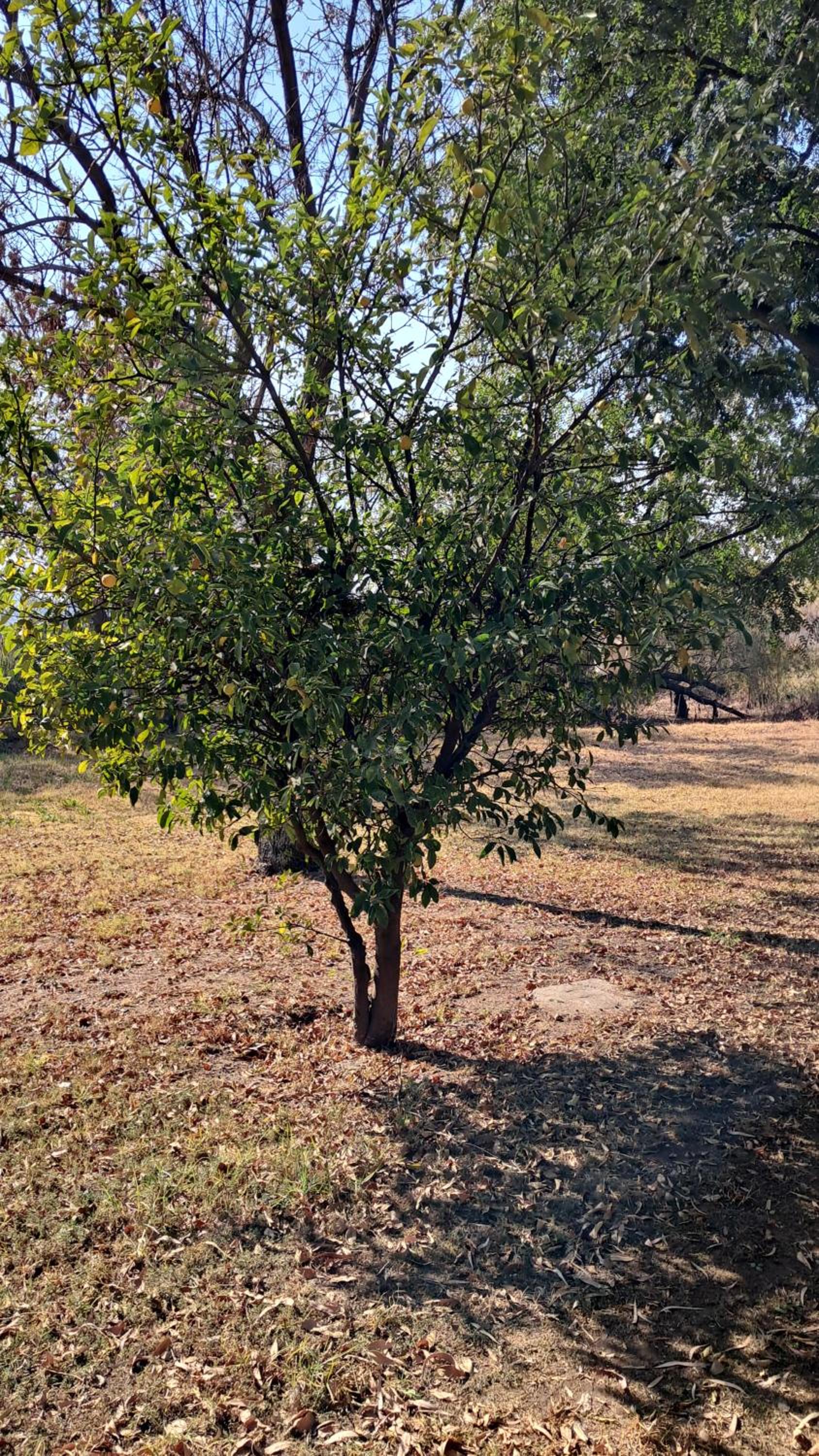 Photo 15