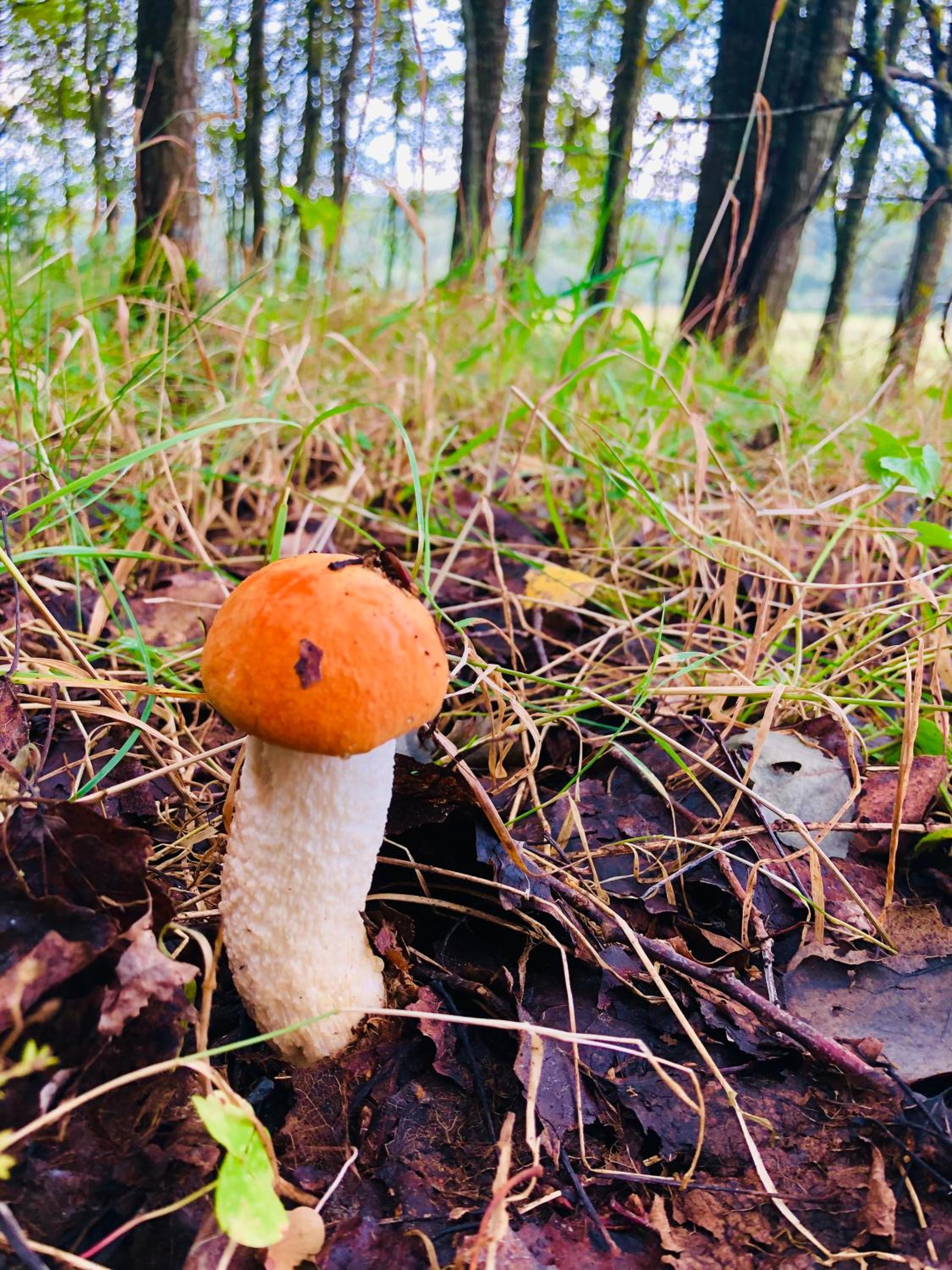 Chata na Lipně