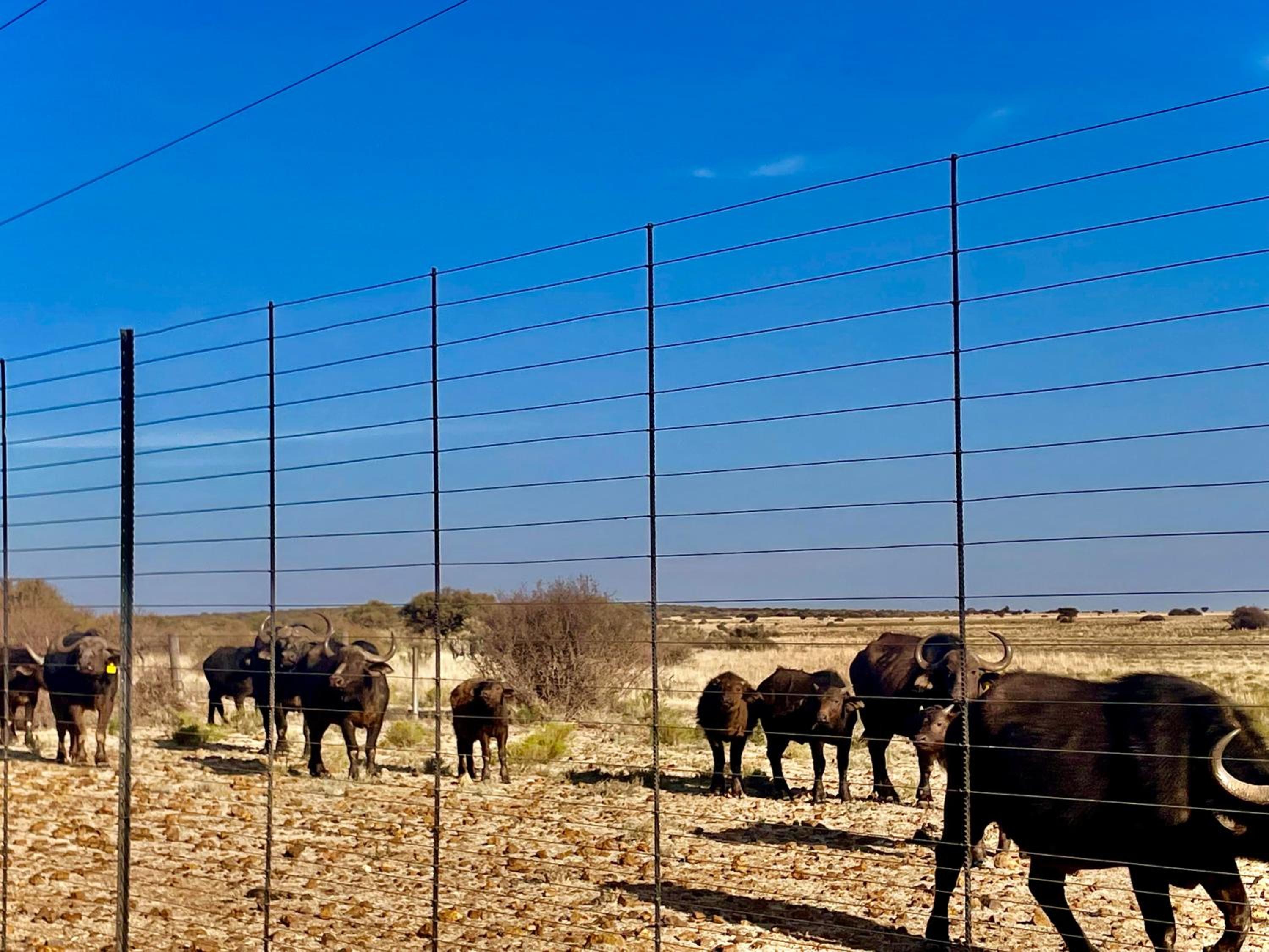 LA Diamond Lodge & Safari view 5
