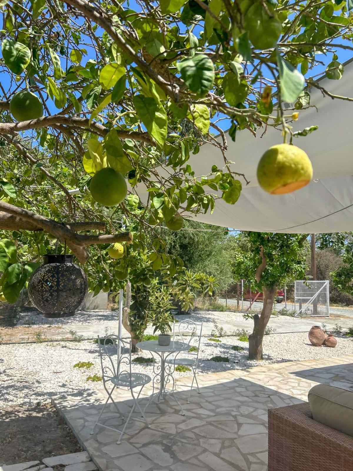The OliveOrange Grove House!