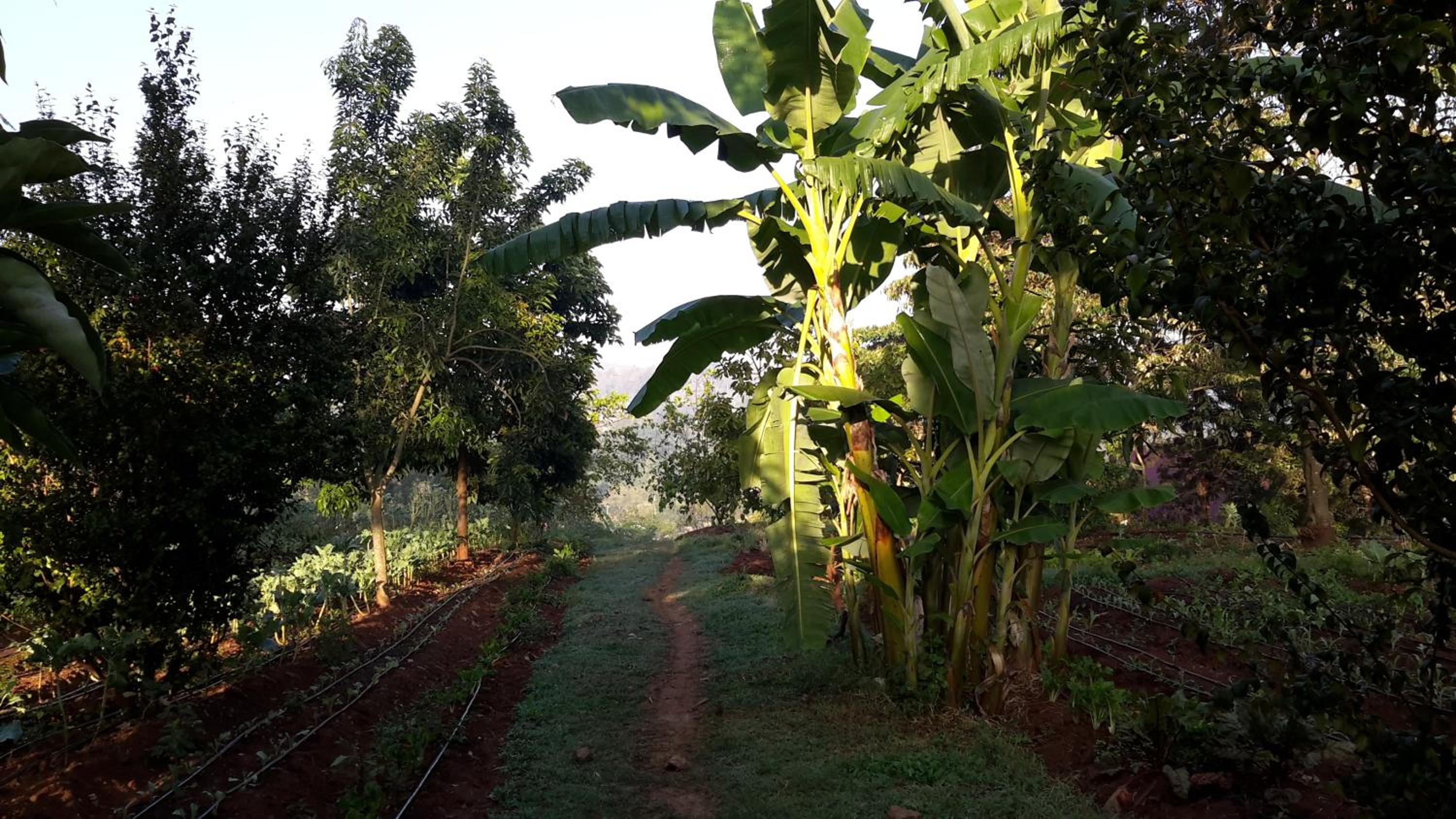 Karen Little Paradise, ECO Garden Hotel & Farm