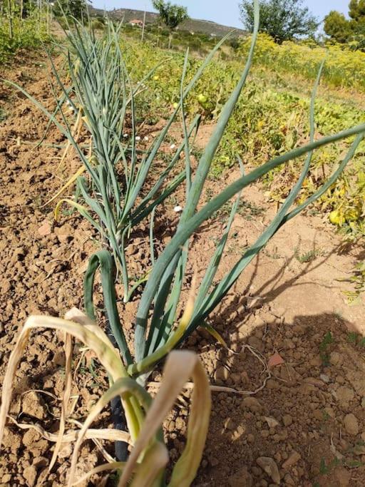 Appartamento Sulcis Sardegna