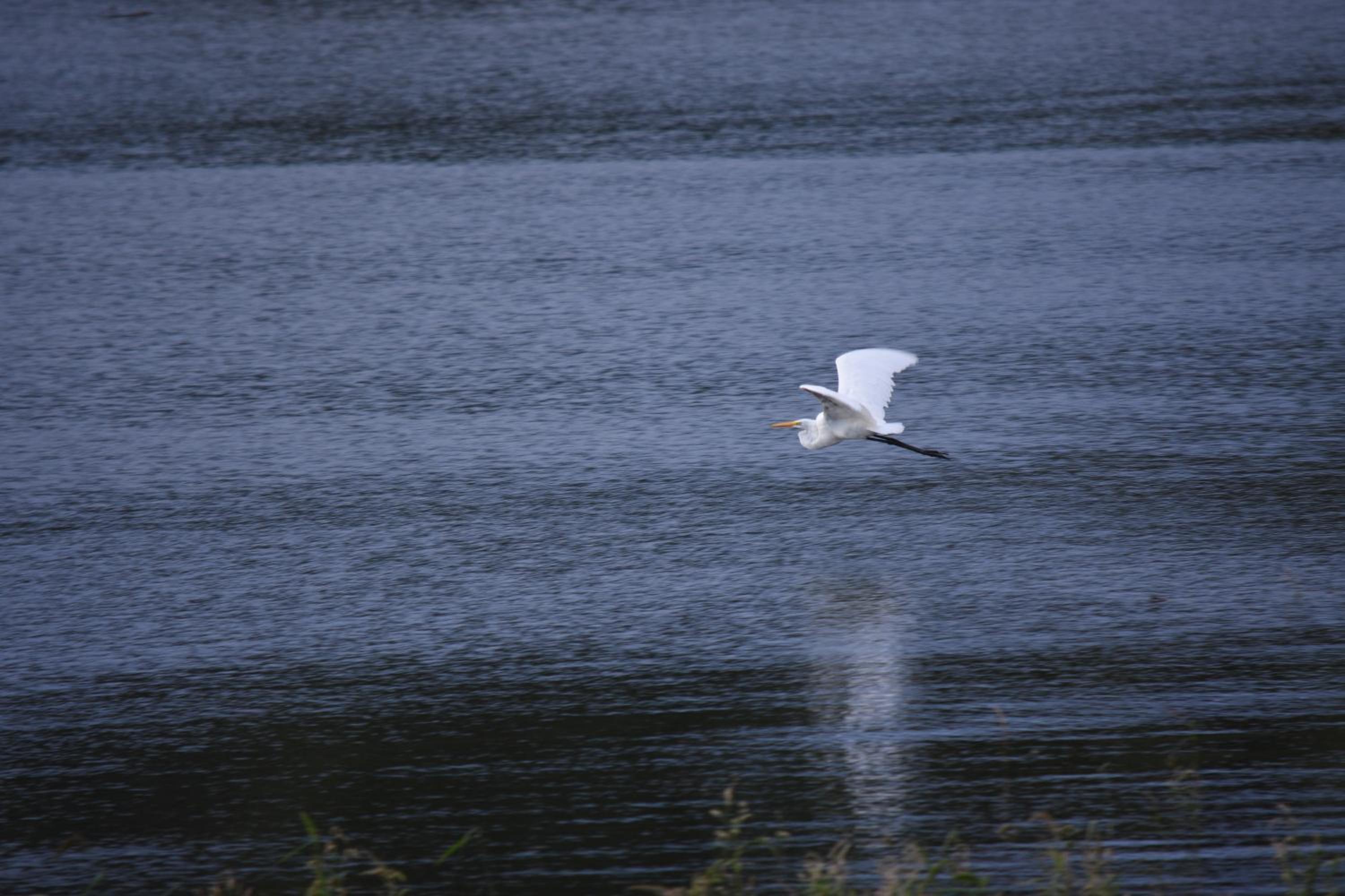 Peperina Lago Los Molinos