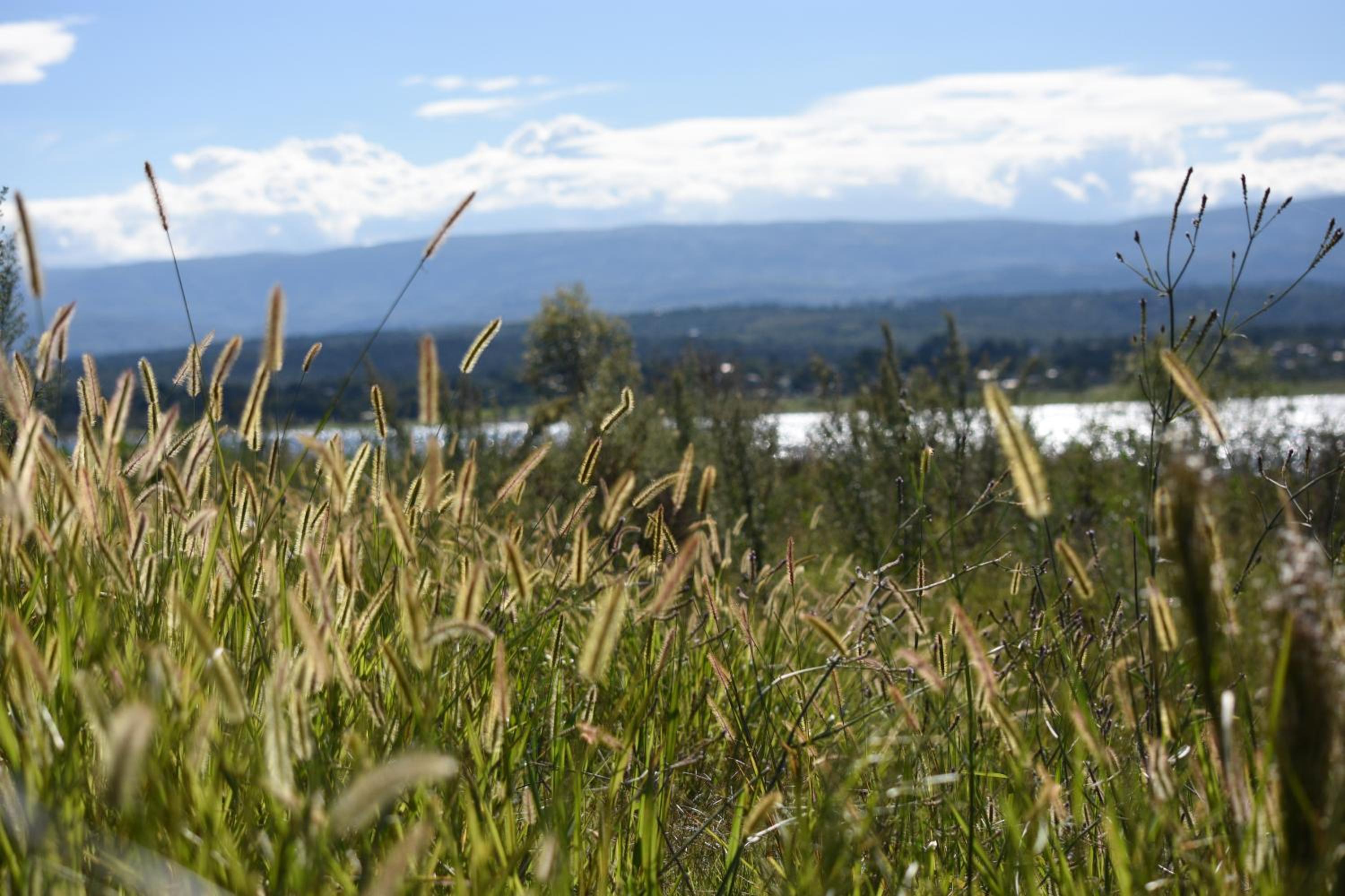 Peperina Lago Los Molinos