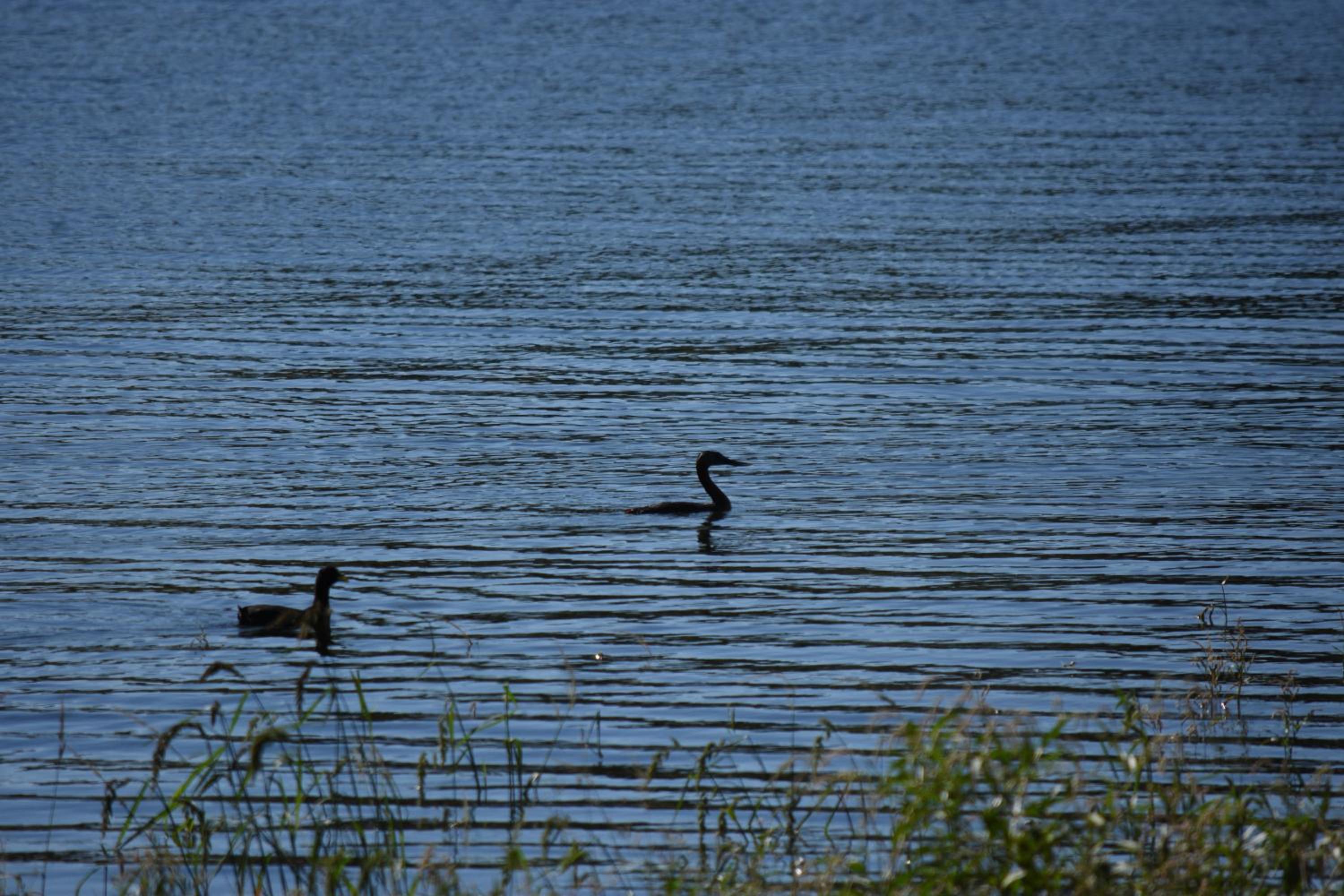 Peperina Lago Los Molinos