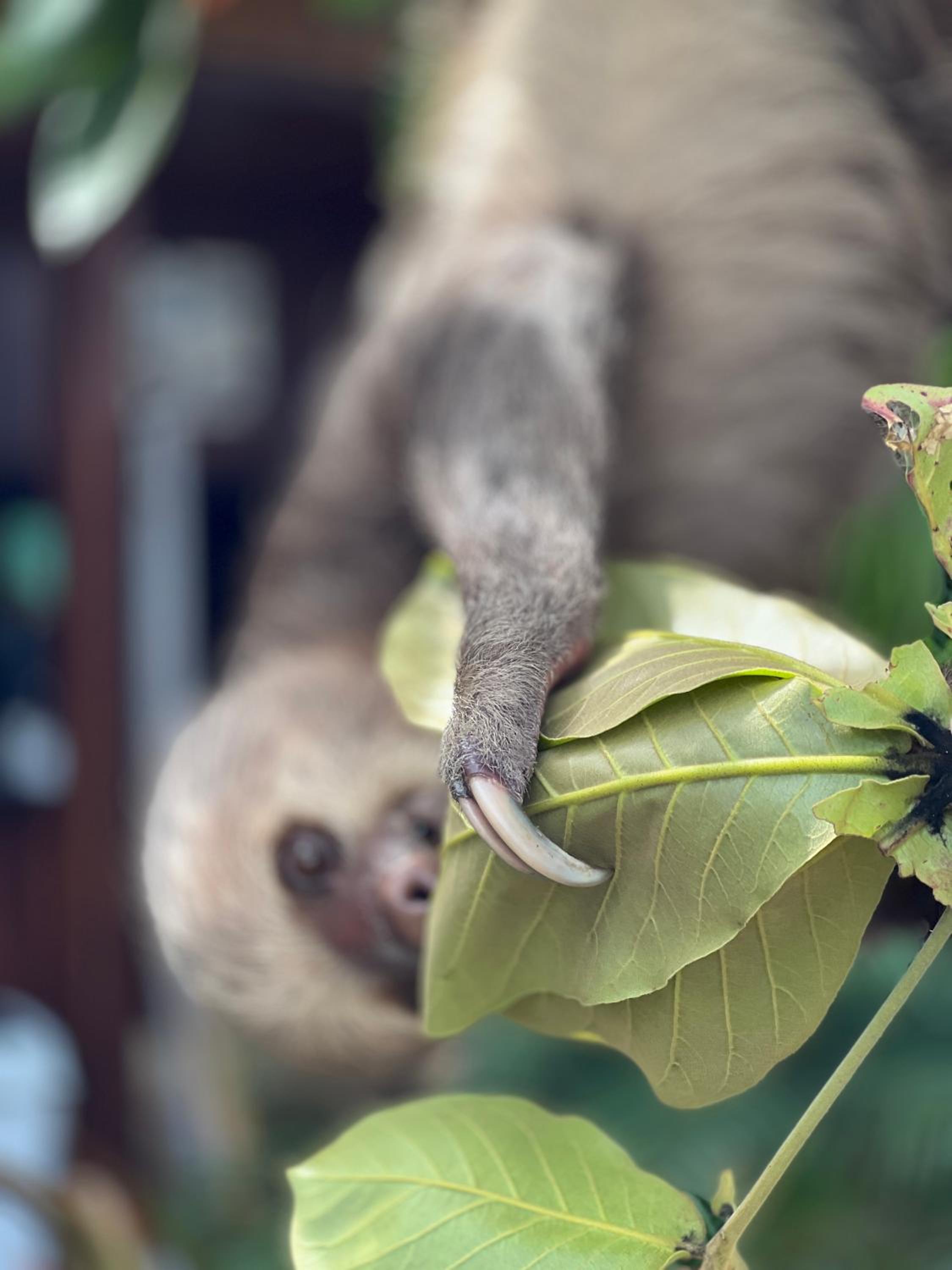 Sloth Romantic Treehouse with plunge pool