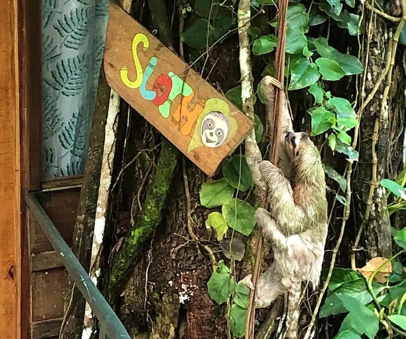 Sloth Romantic Treehouse with plunge pool