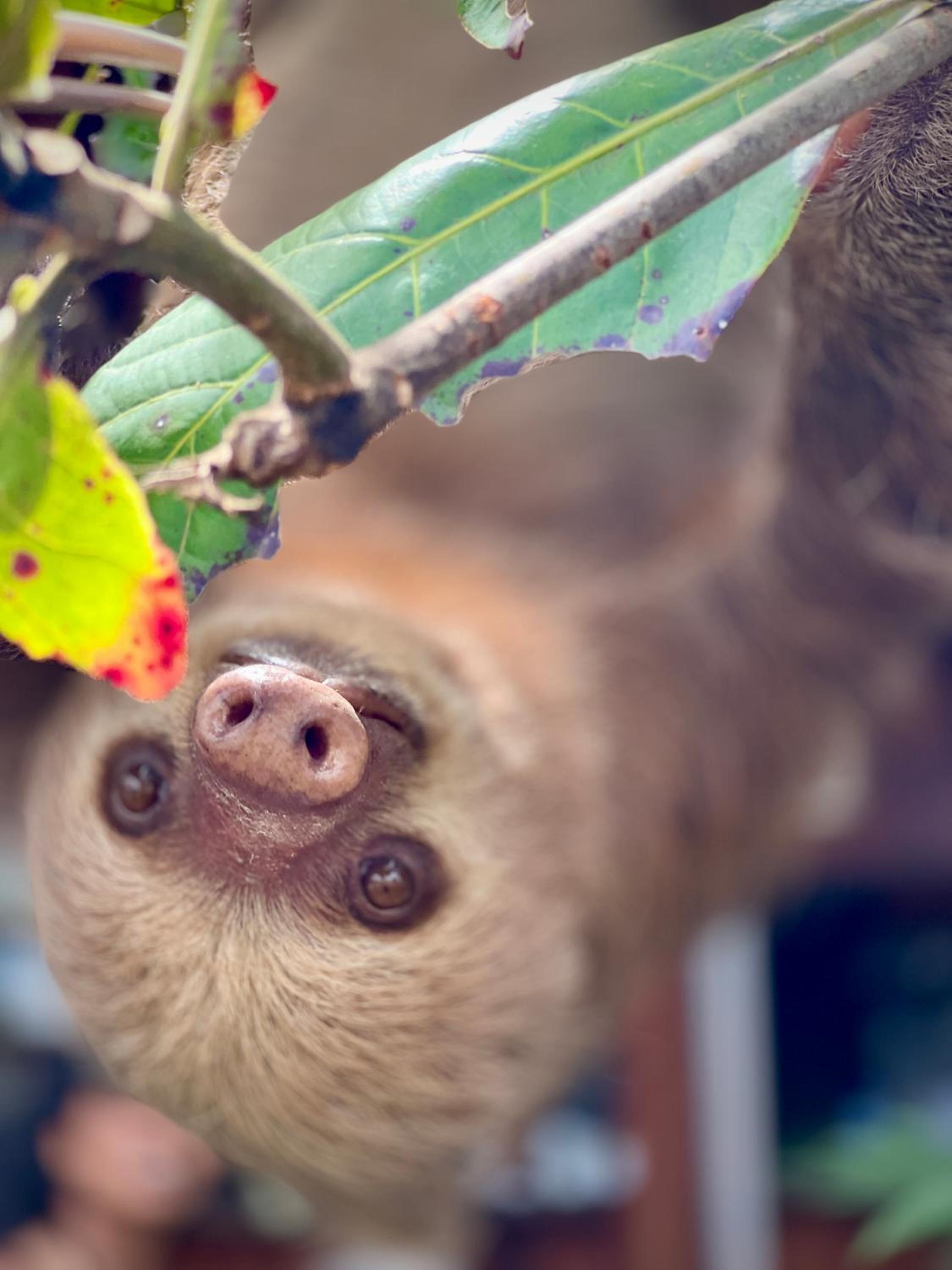 Sloth Romantic Treehouse with plunge pool