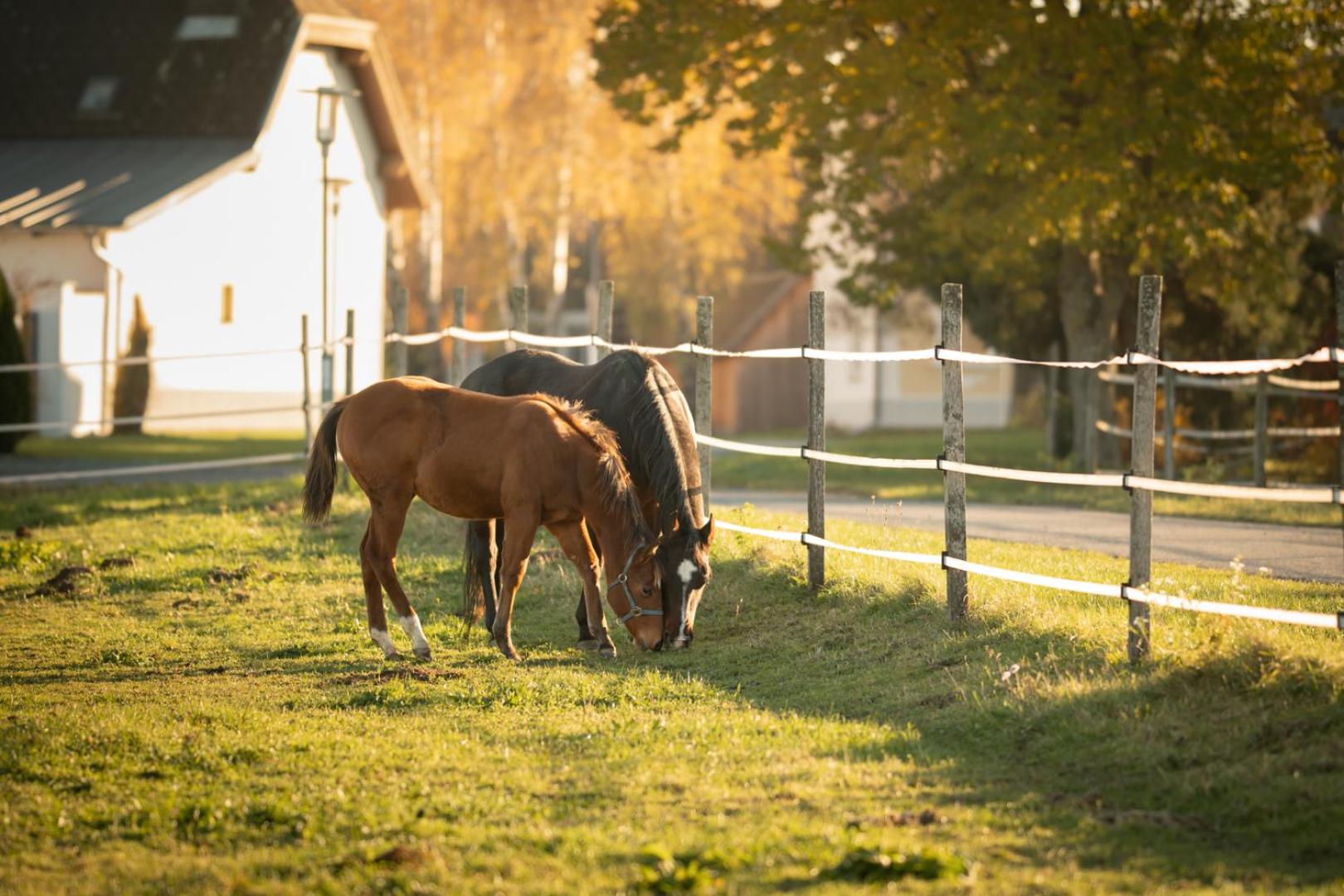 Family Ranch Urlaub am Pferdehof