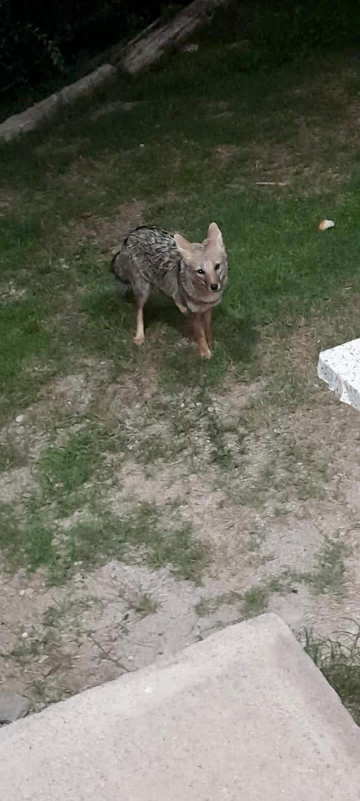 Casa Safari en La Paisanita, Alta Gracia