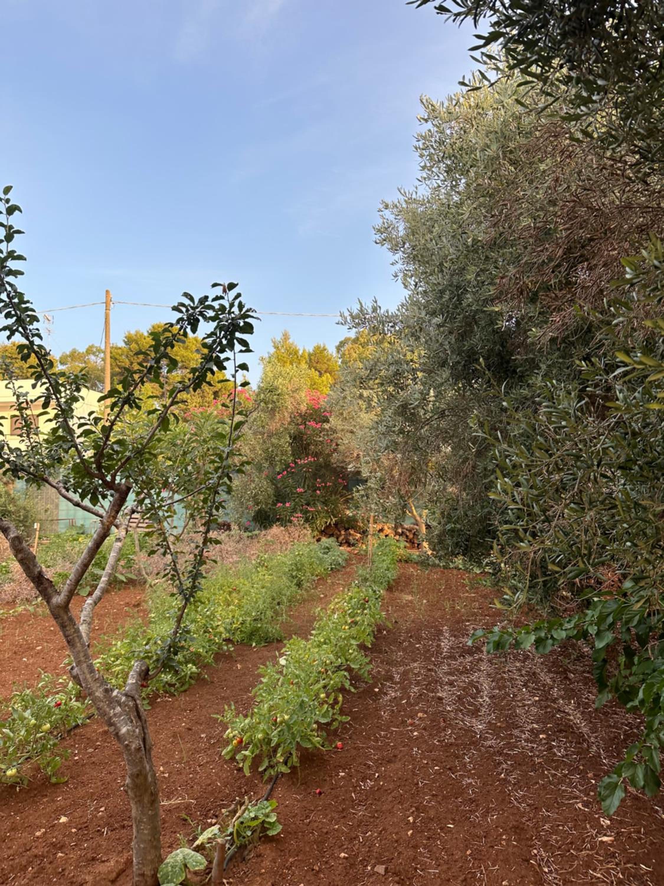 Photo 36