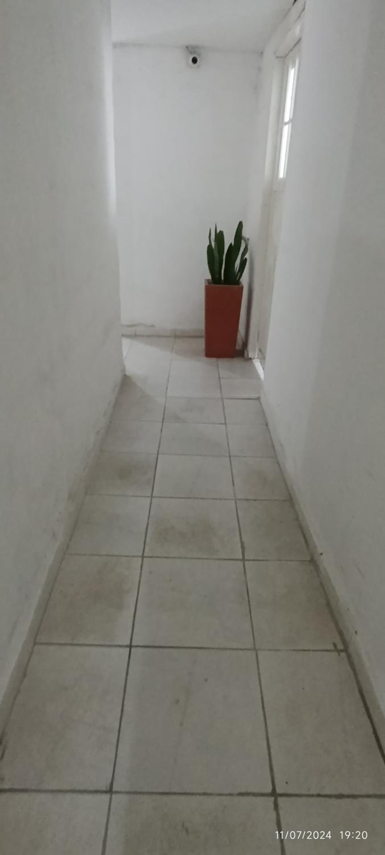 El cedro