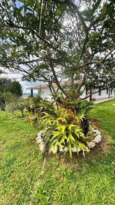 Finca con vistas al Lago Calima