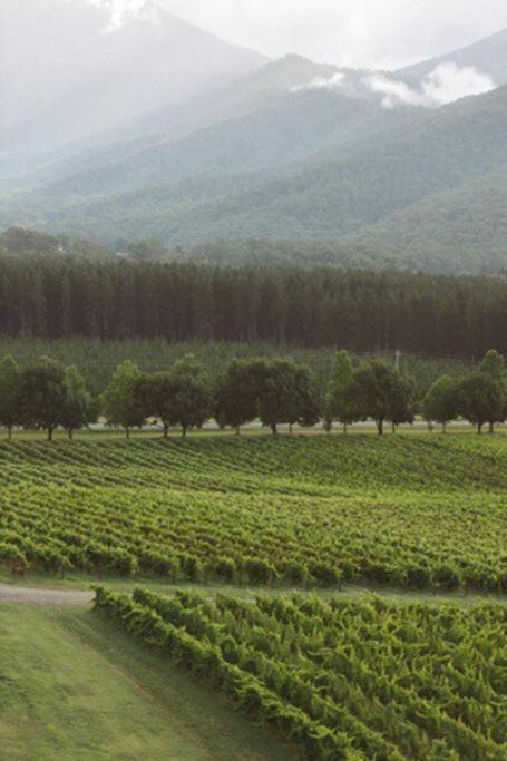 The Vineyard Residence