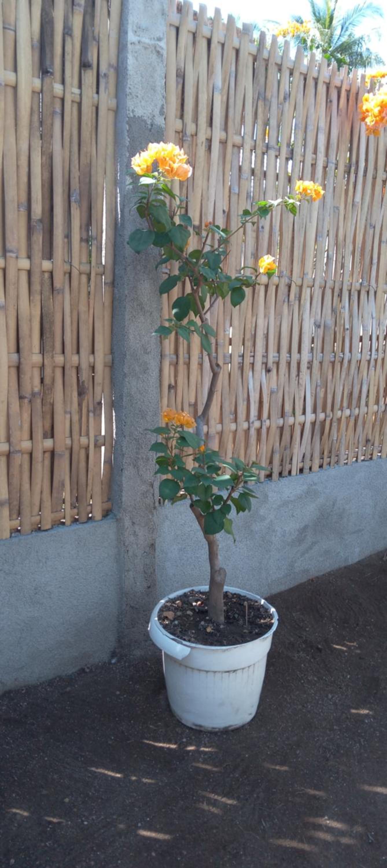 Photo 24