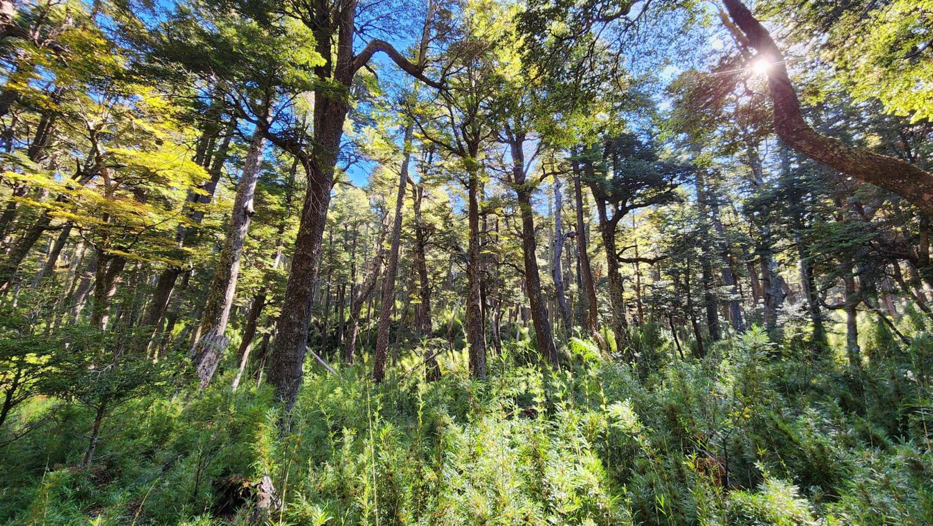 Cabaña Alto del Bosque
