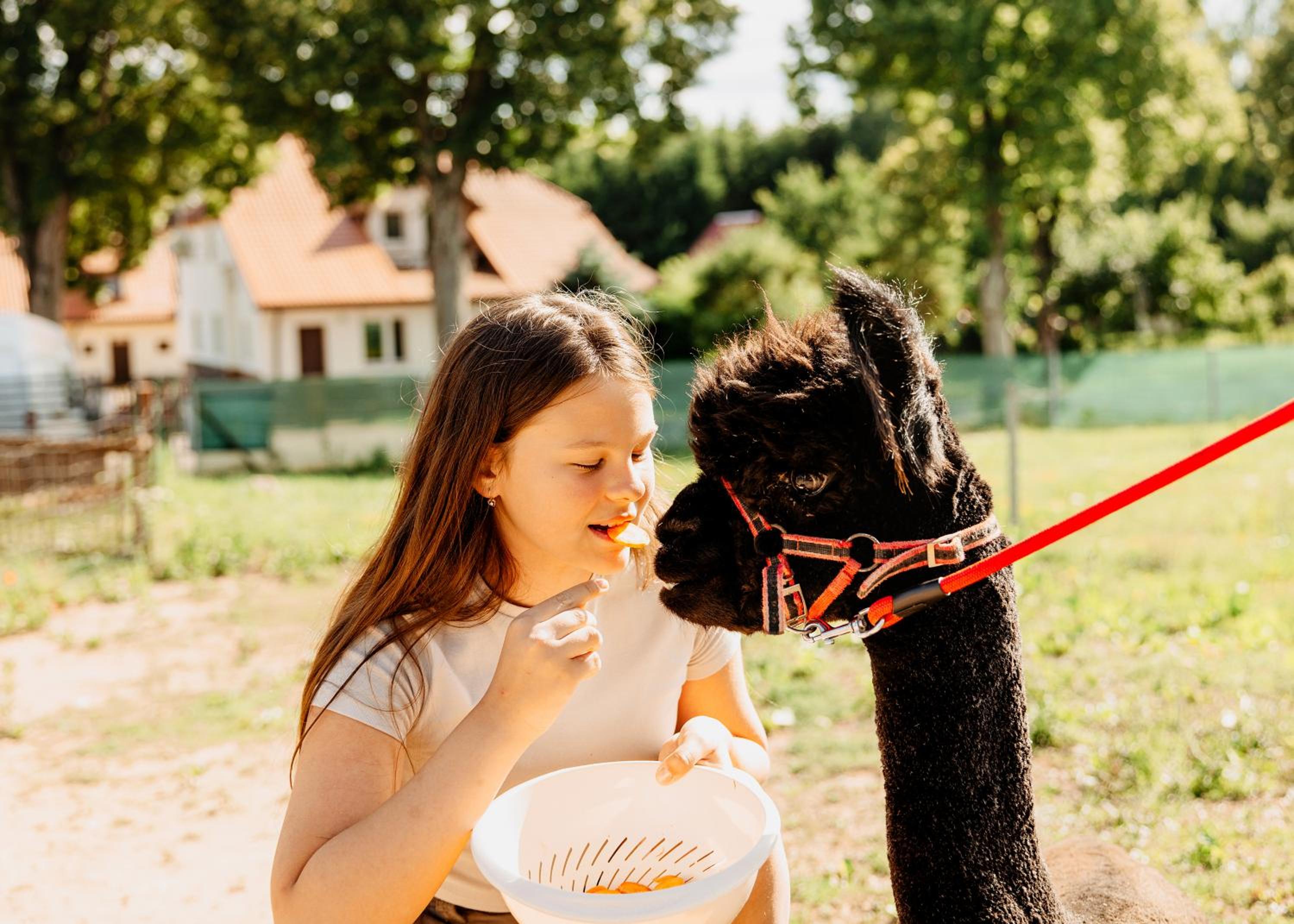 Gospodarstwo Agroturystyczne z BASENEM & SPA i Alpakami view 5