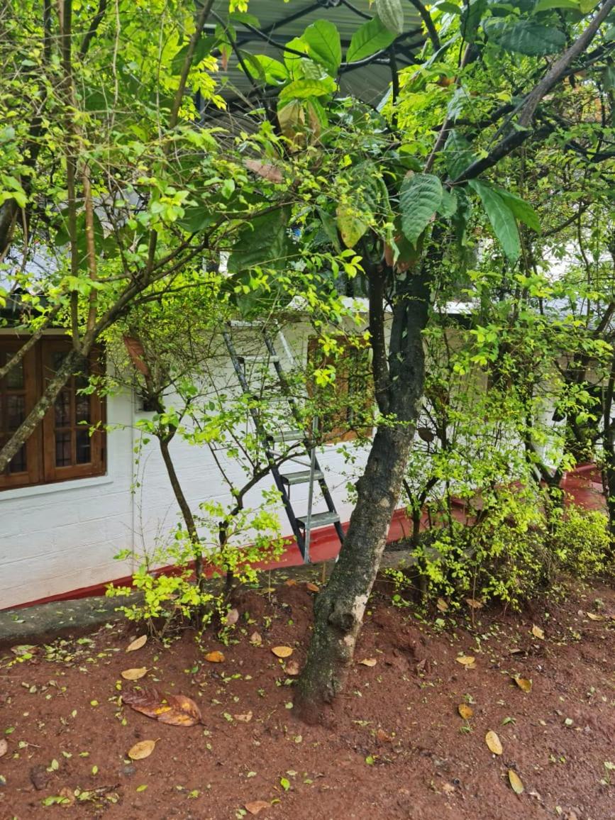 The Lodge Digana
