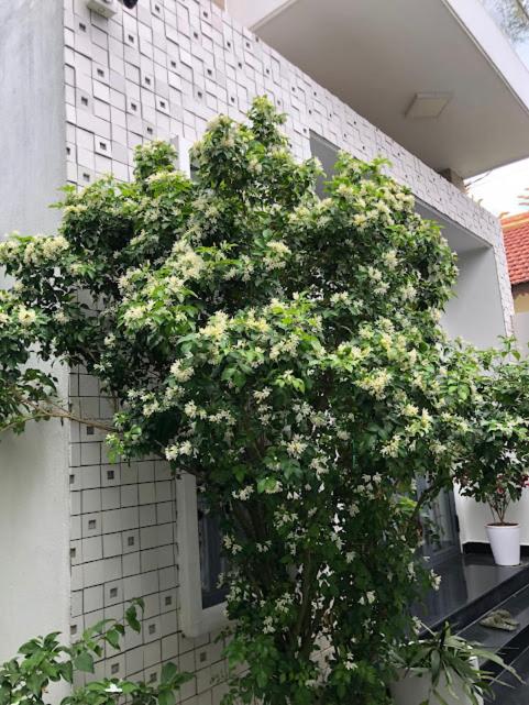 Bảo Anh Homestay view 5