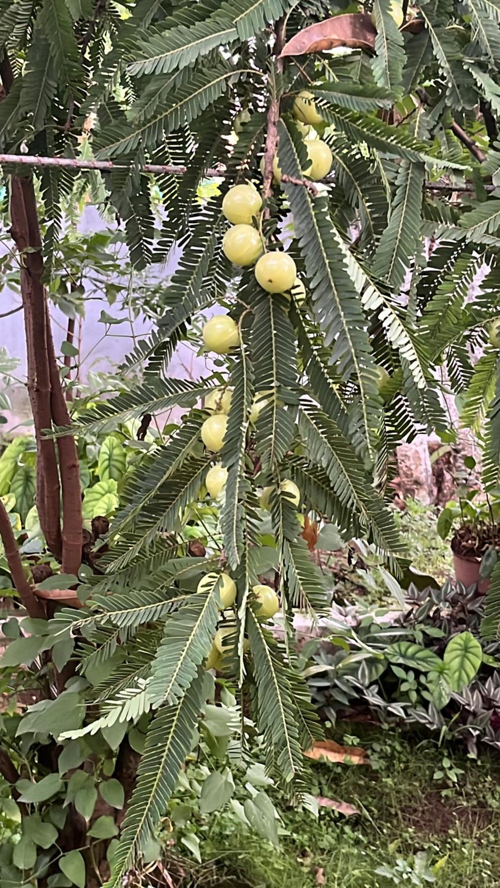 Chaithanya Illam
