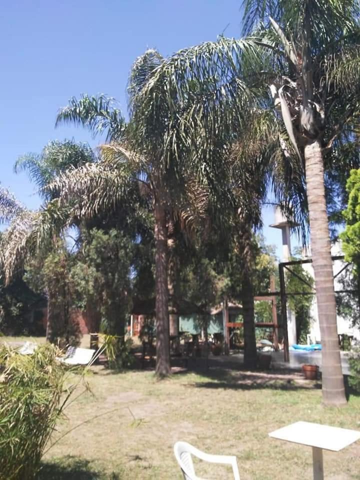 Las palmeras