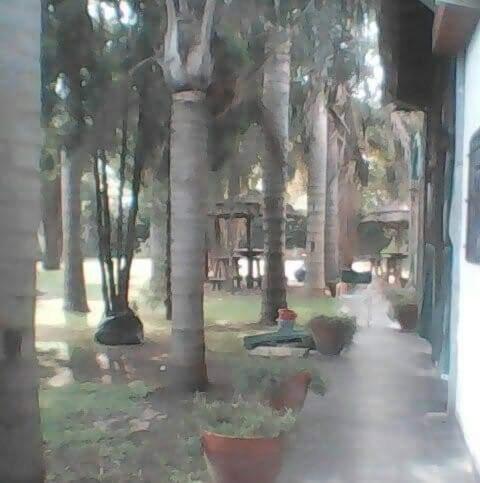 Las palmeras