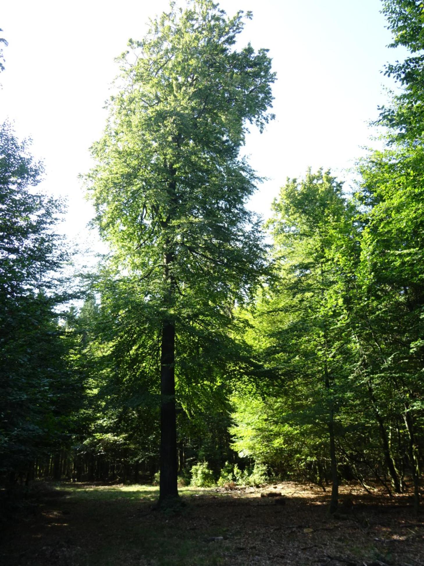 Gîtes Les LHOMMALINNES