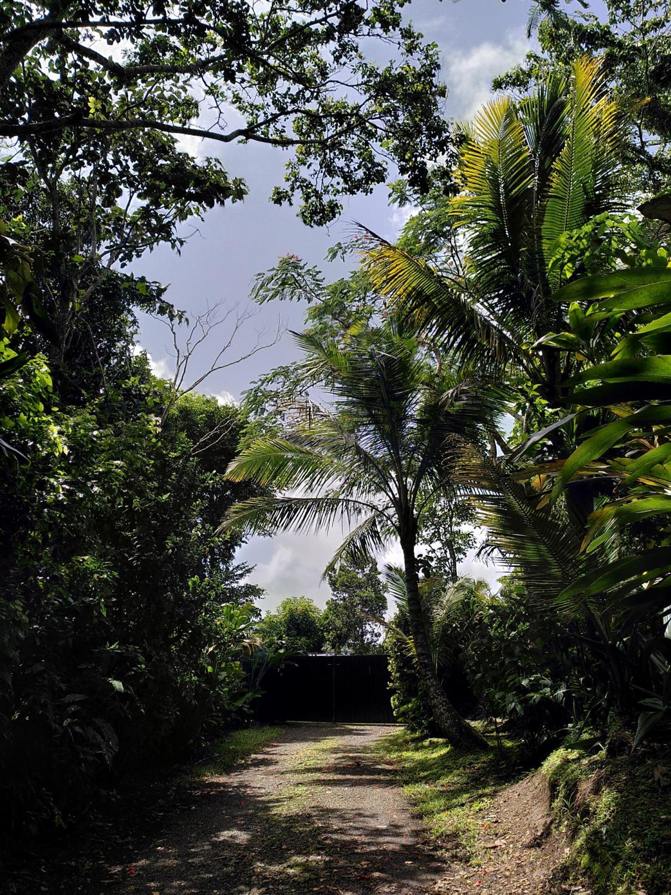 Studio dans la forêt tropicale view 2