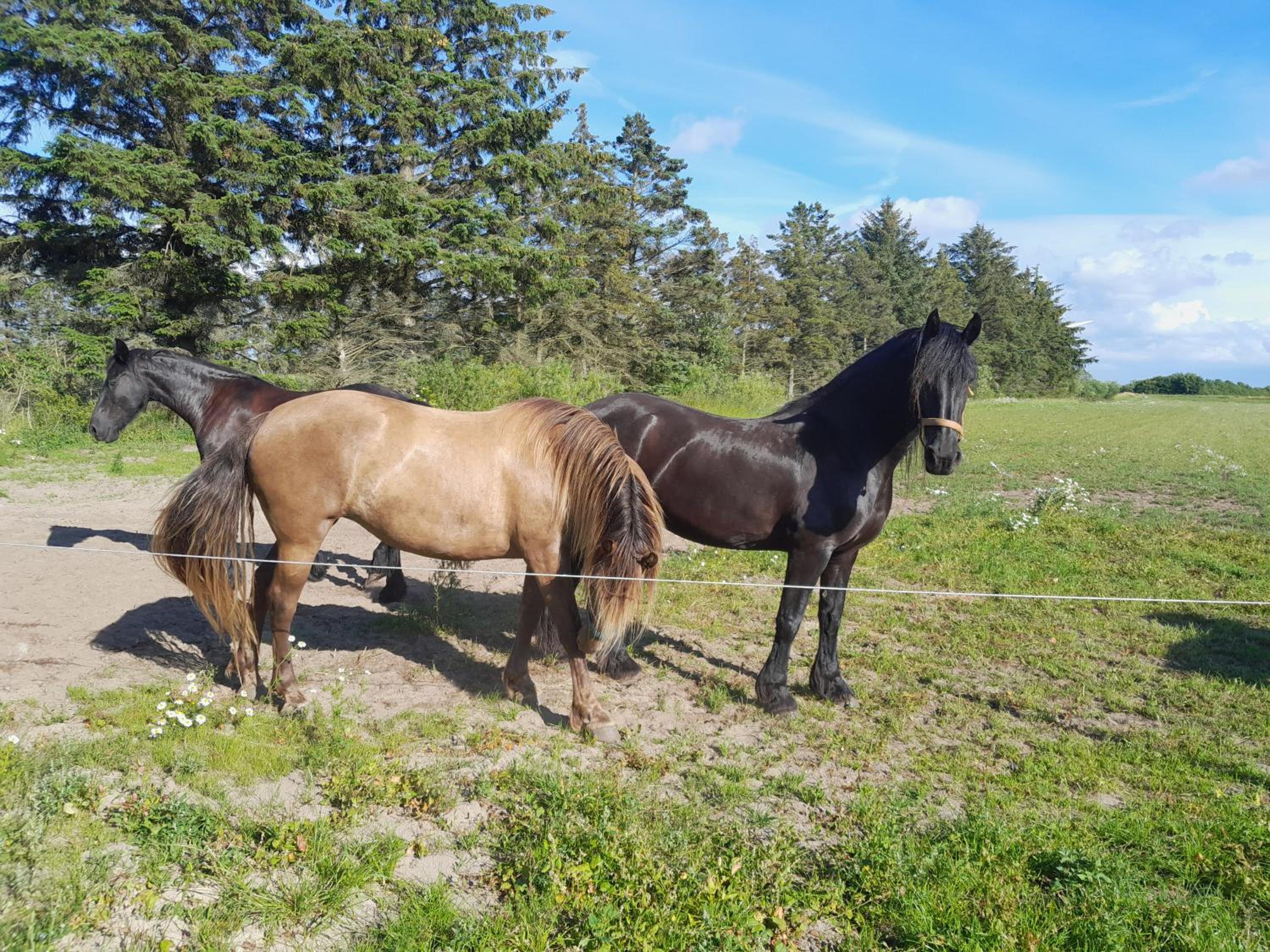 Bettevejs ferie og frihed